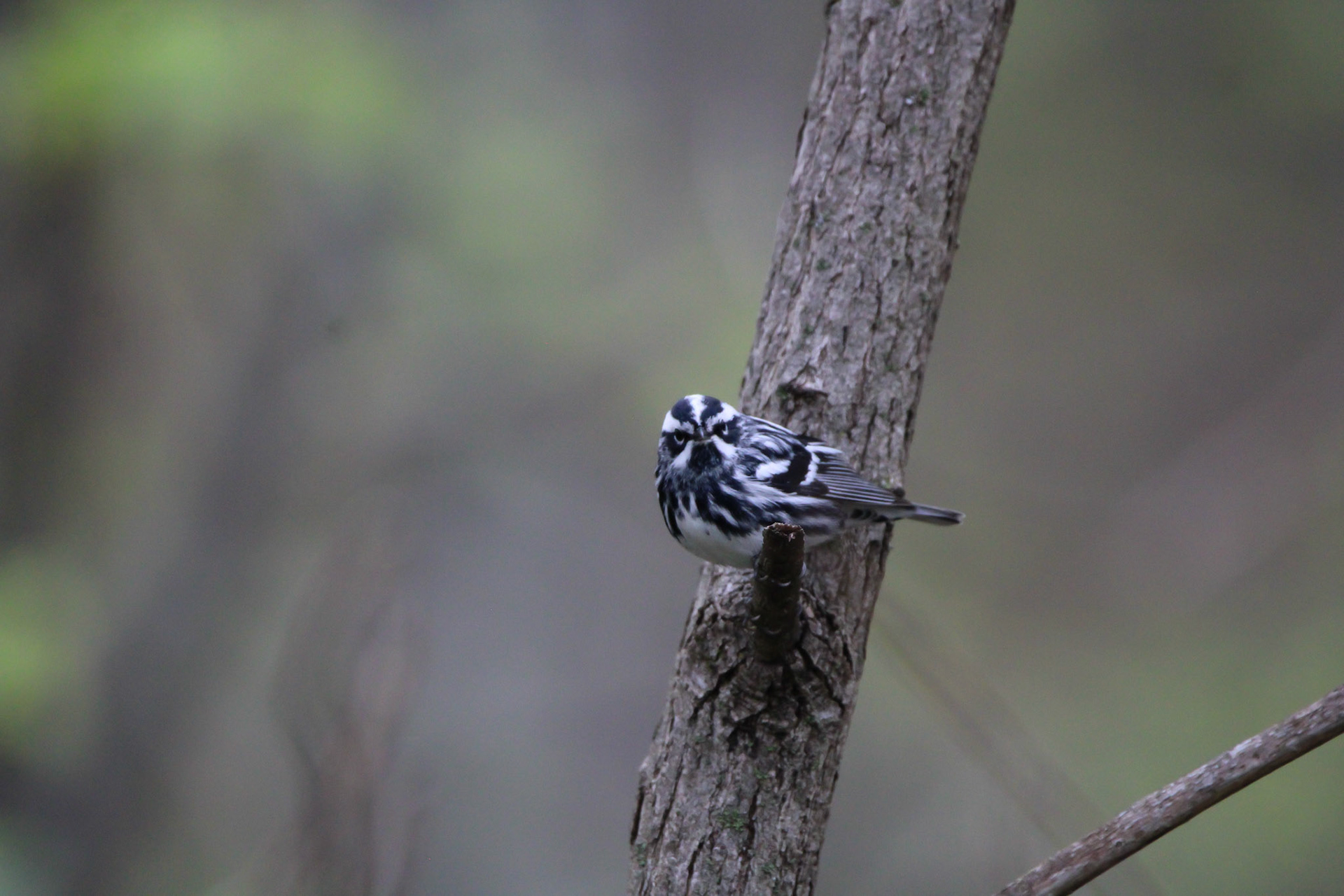Black-and-white Warbler