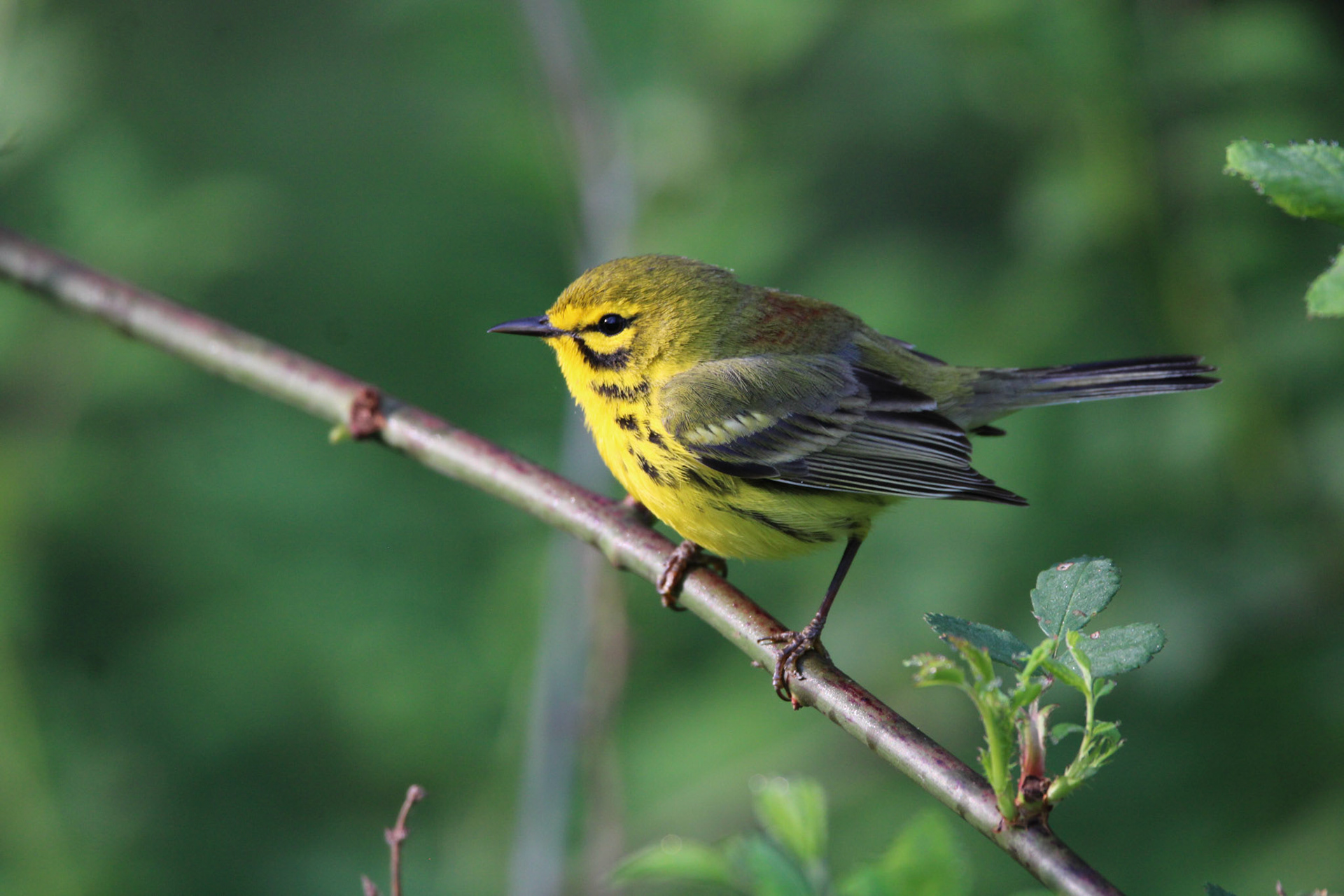 Prairie Warbler