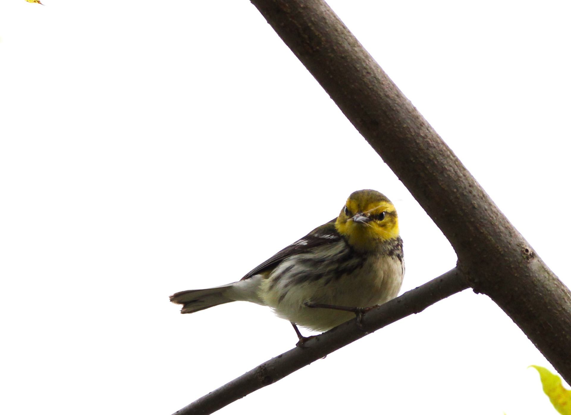 Black-throated Green Warbler (F)