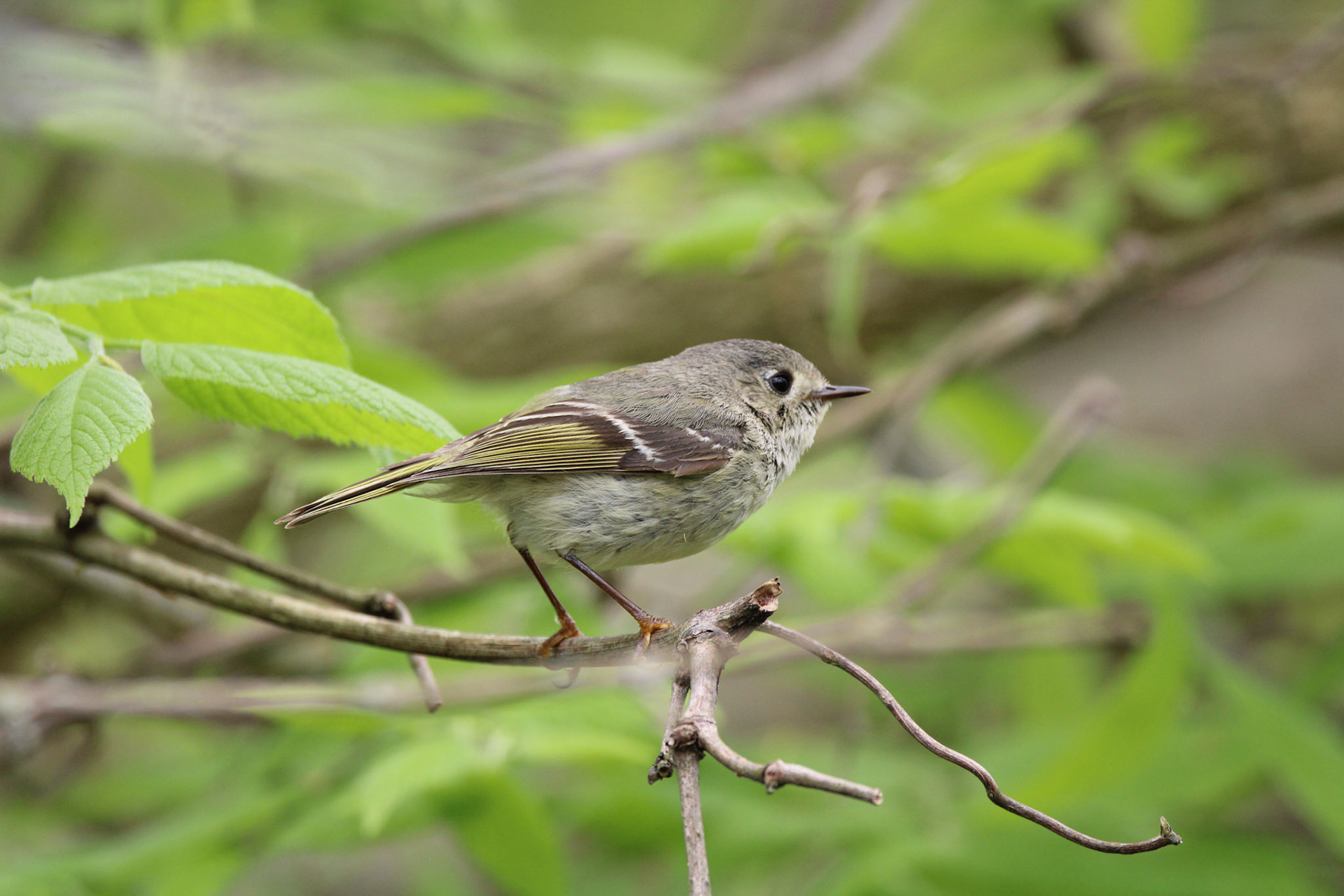 Ruby-crowned Kinglet