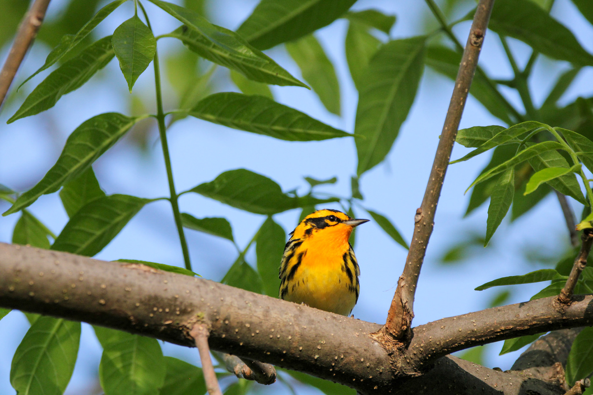 Blackburnian Warbler
