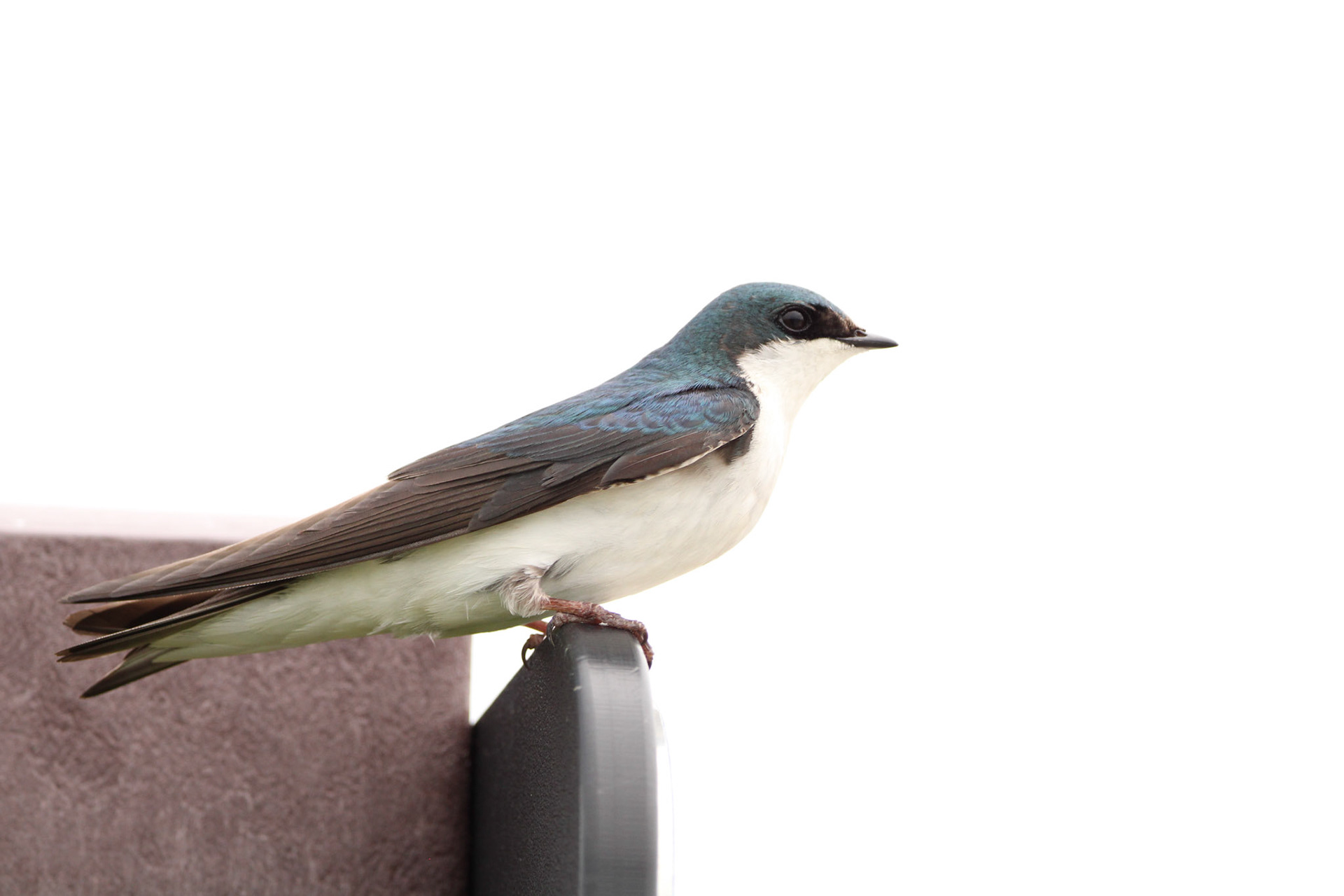 Tree Swallow