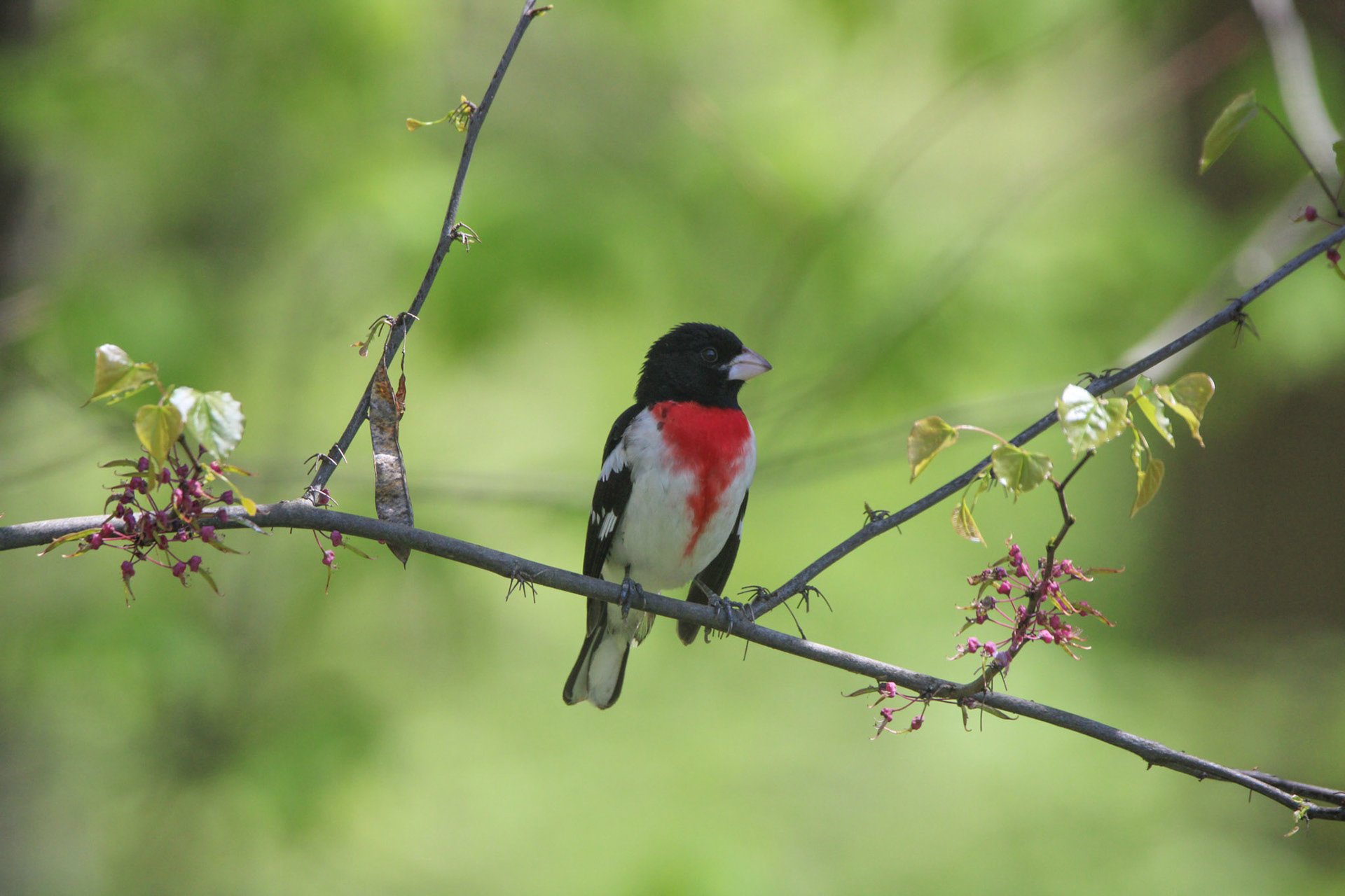 Rose-breasted Grosbeak