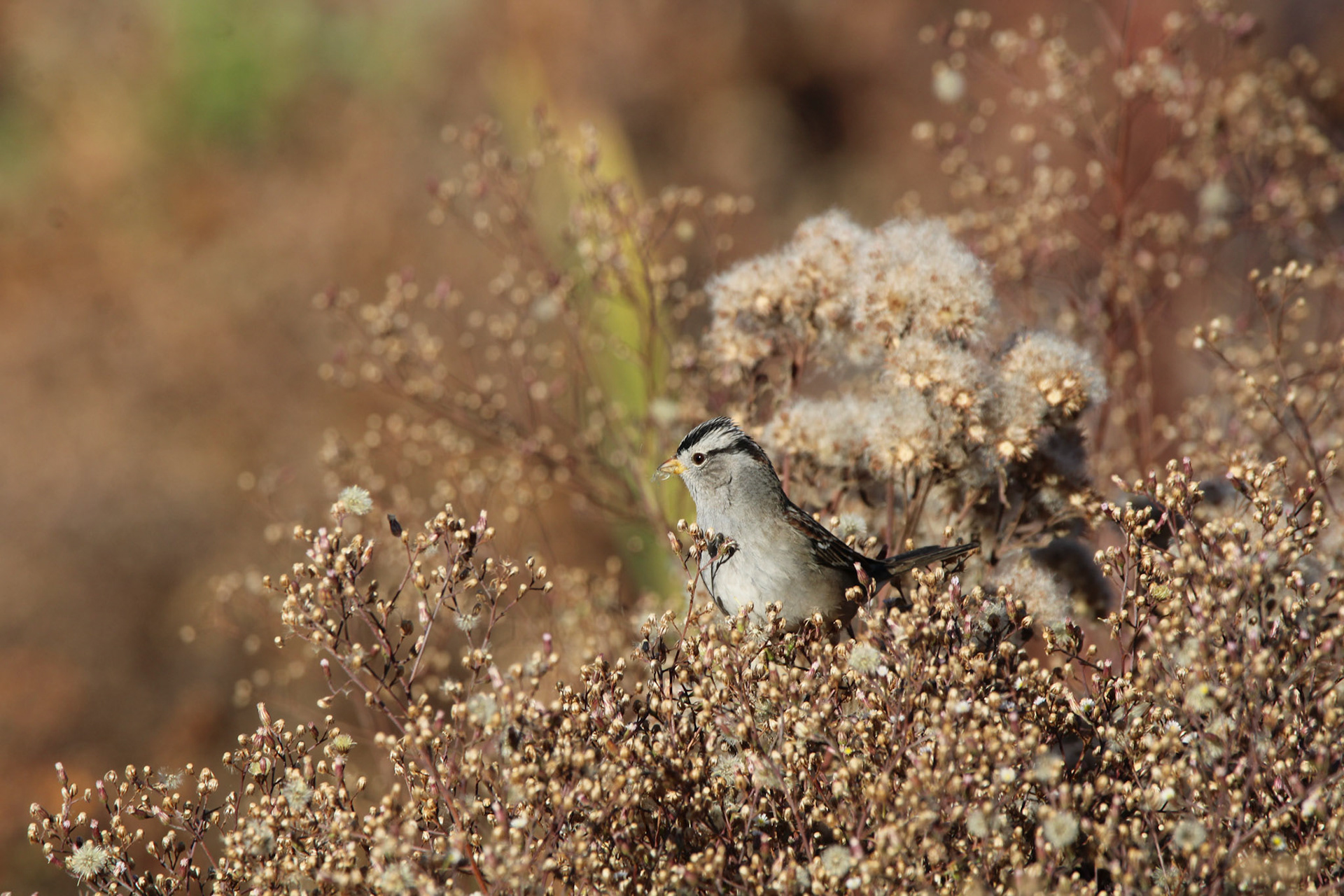 White-crowned Sparrow