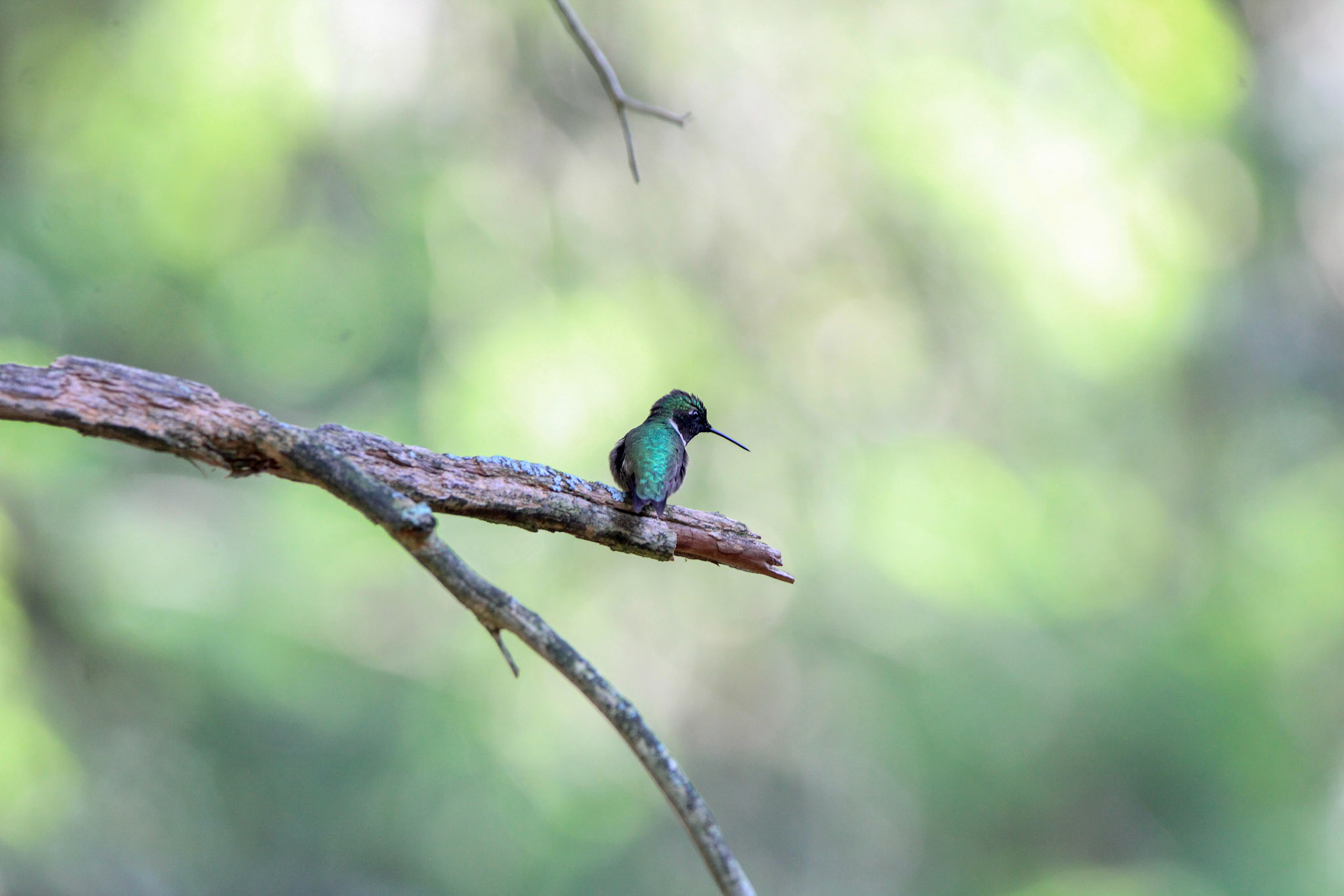 Ruby-throated Hummingbird - Hartwick Pines State Park