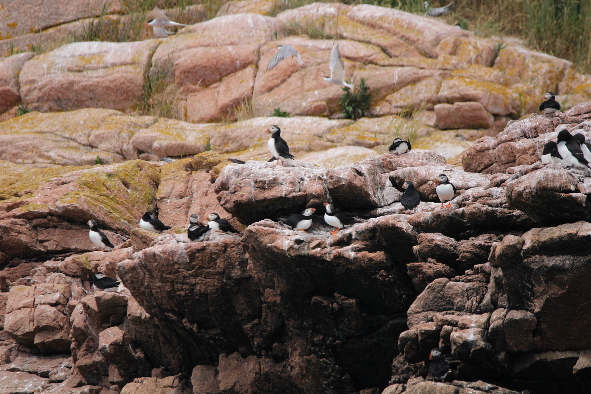 Sea Birds Petit Manan