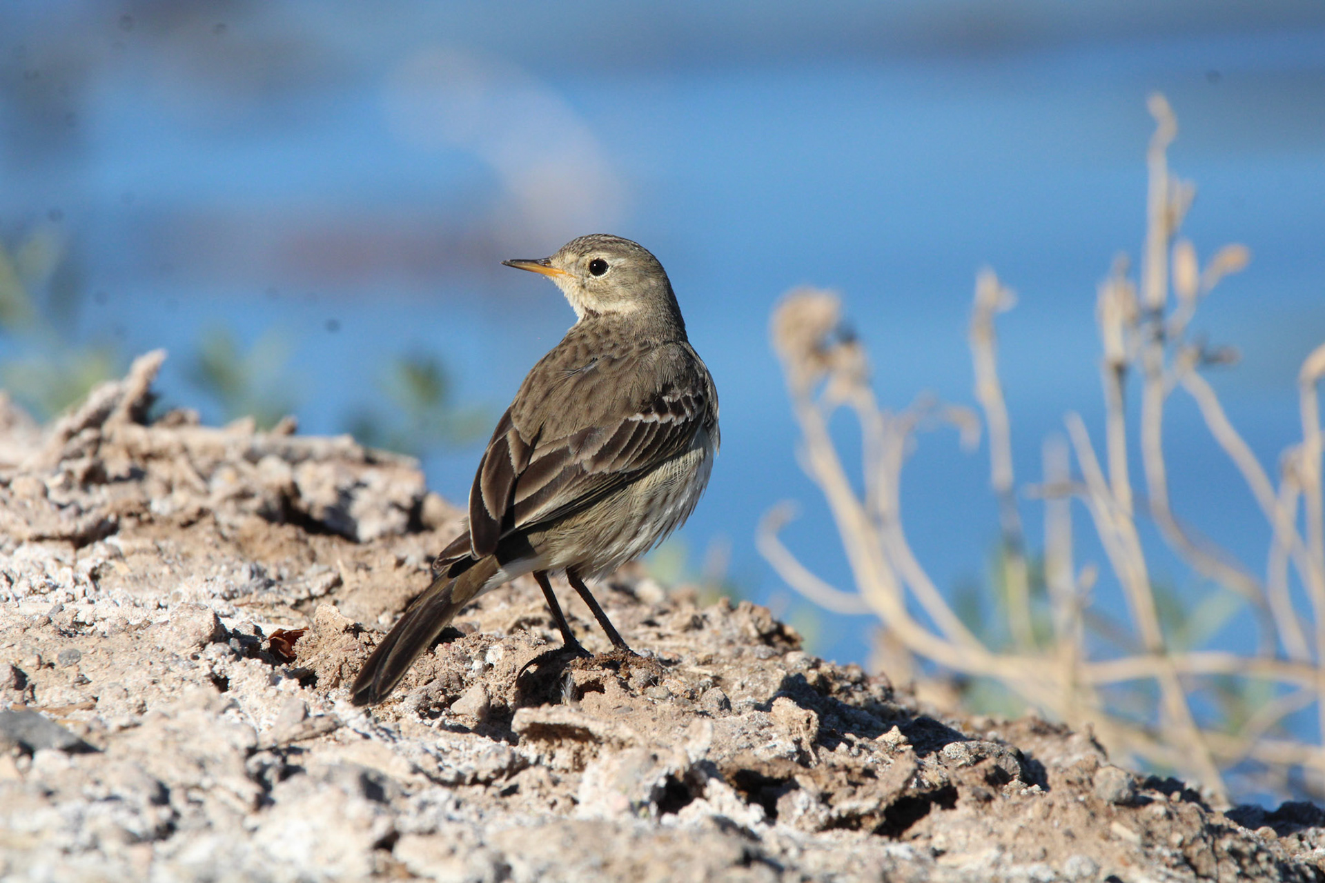 American Pipit