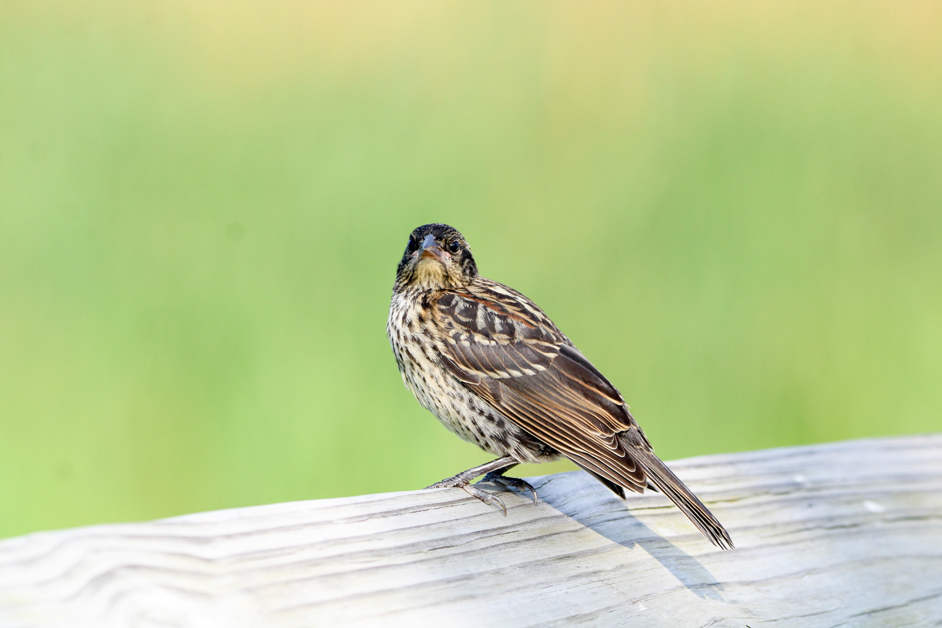 Red-winged Blackbird