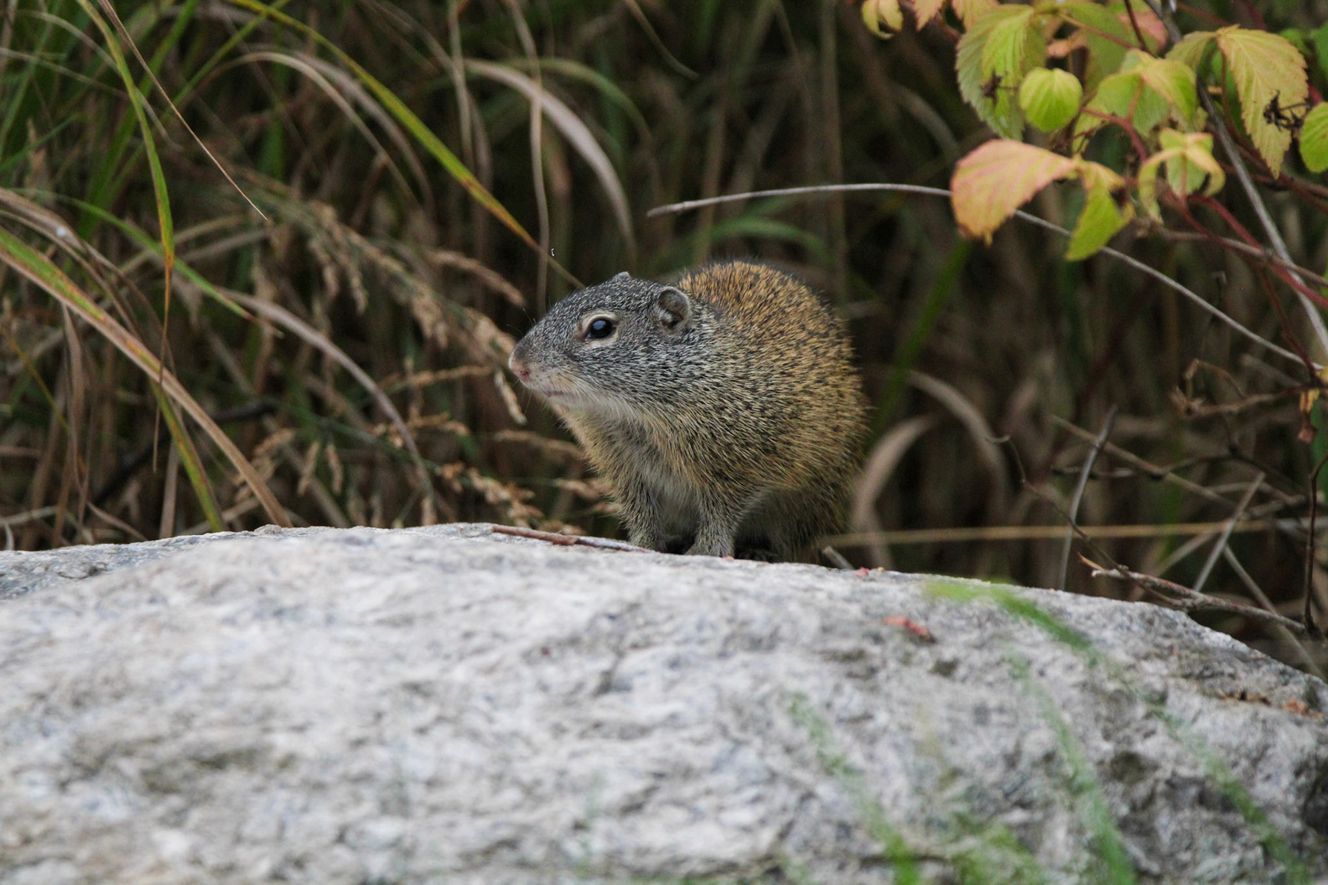 Franklin's Ground Squirrel - Shipwreck Creek Campground