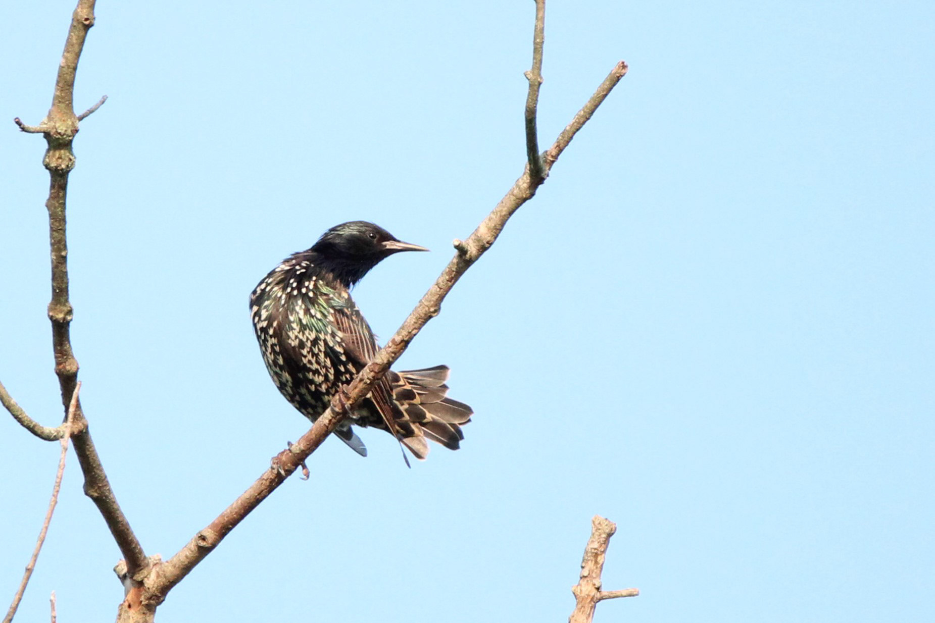 European Starling