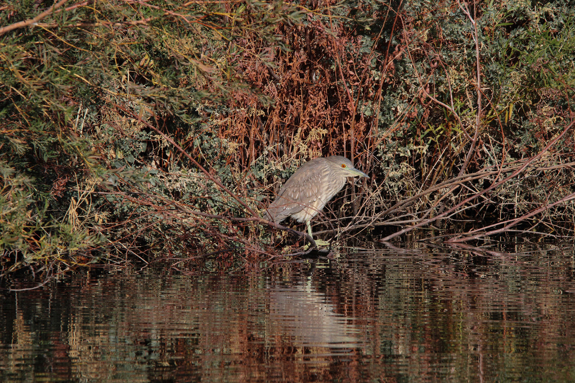 Black-crowned Night Heron