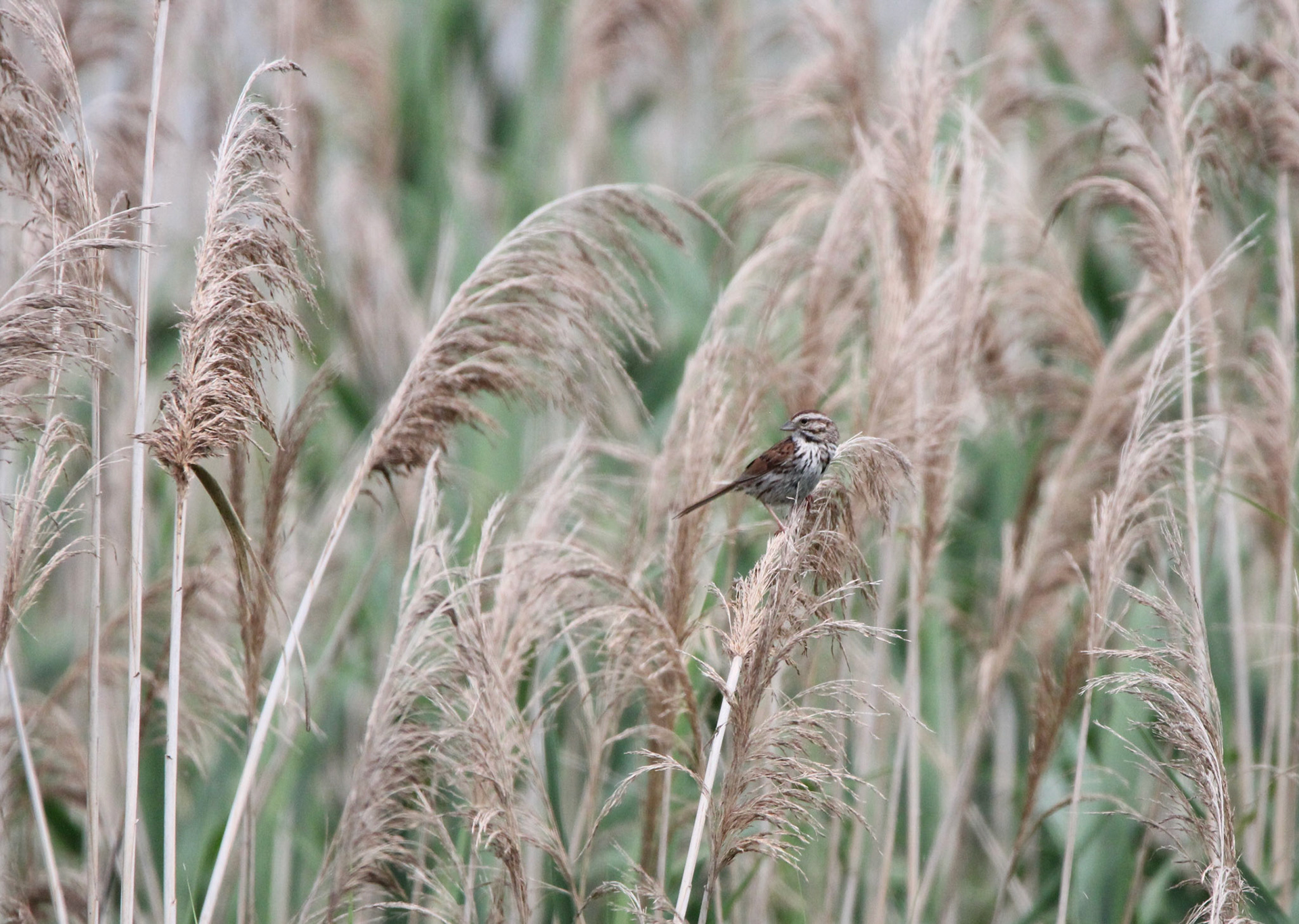 Song Sparrow