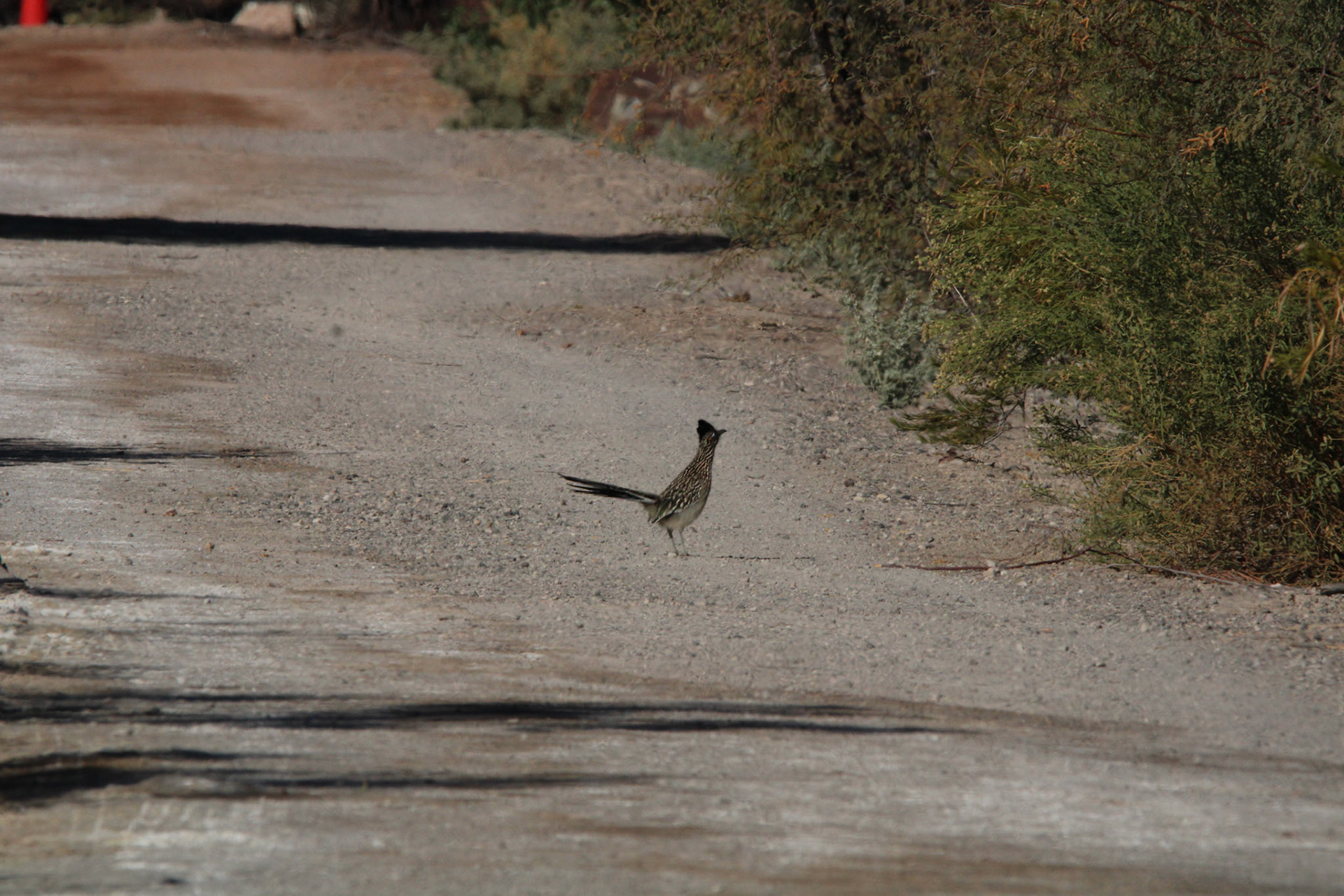 Greater Roadrunner