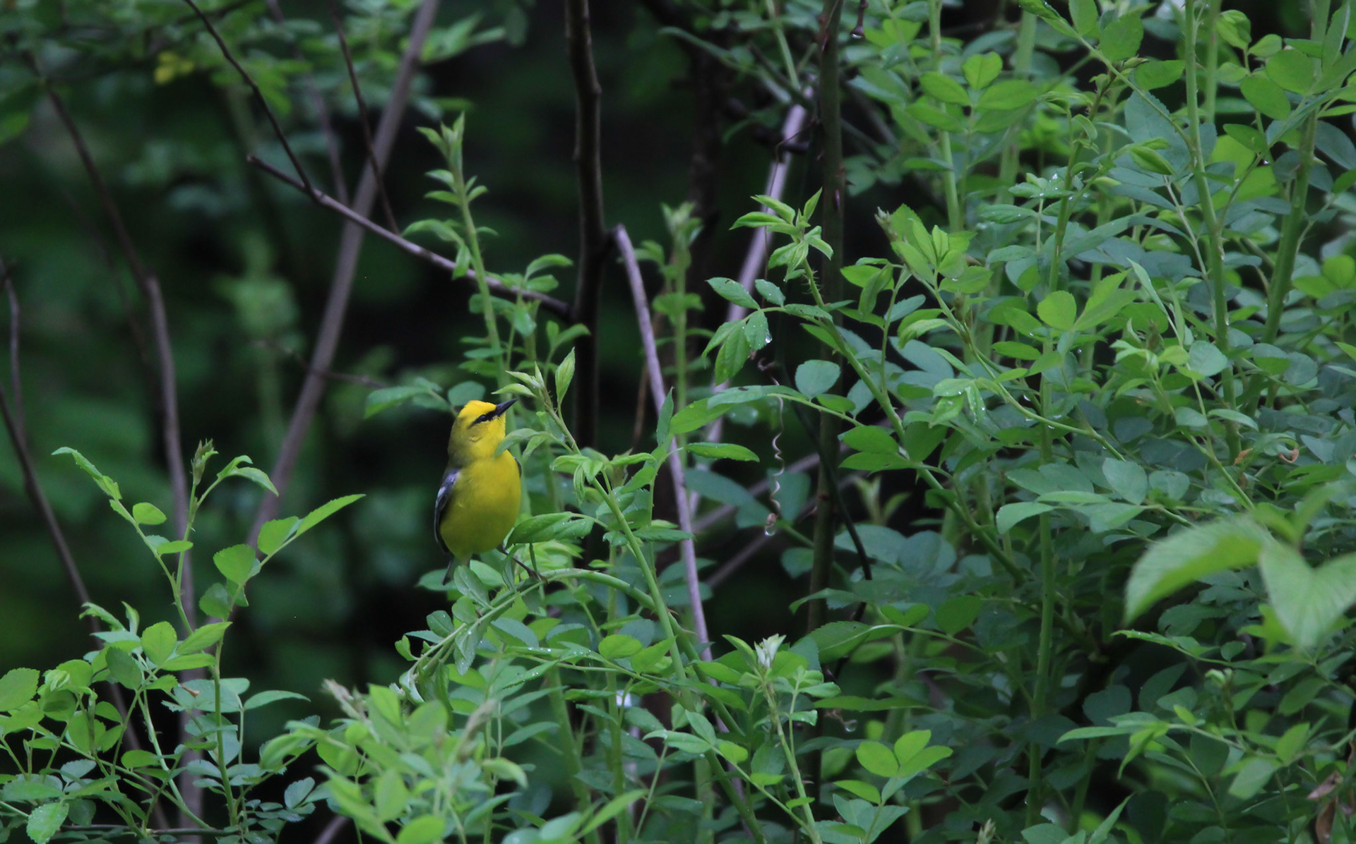 Blue-winged Warbler