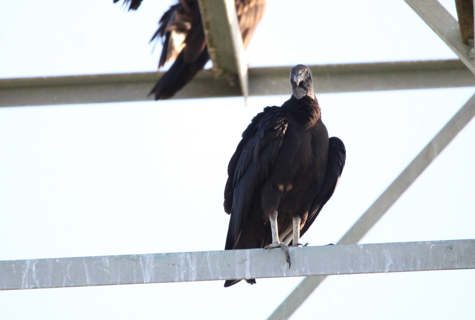 Black Vulture