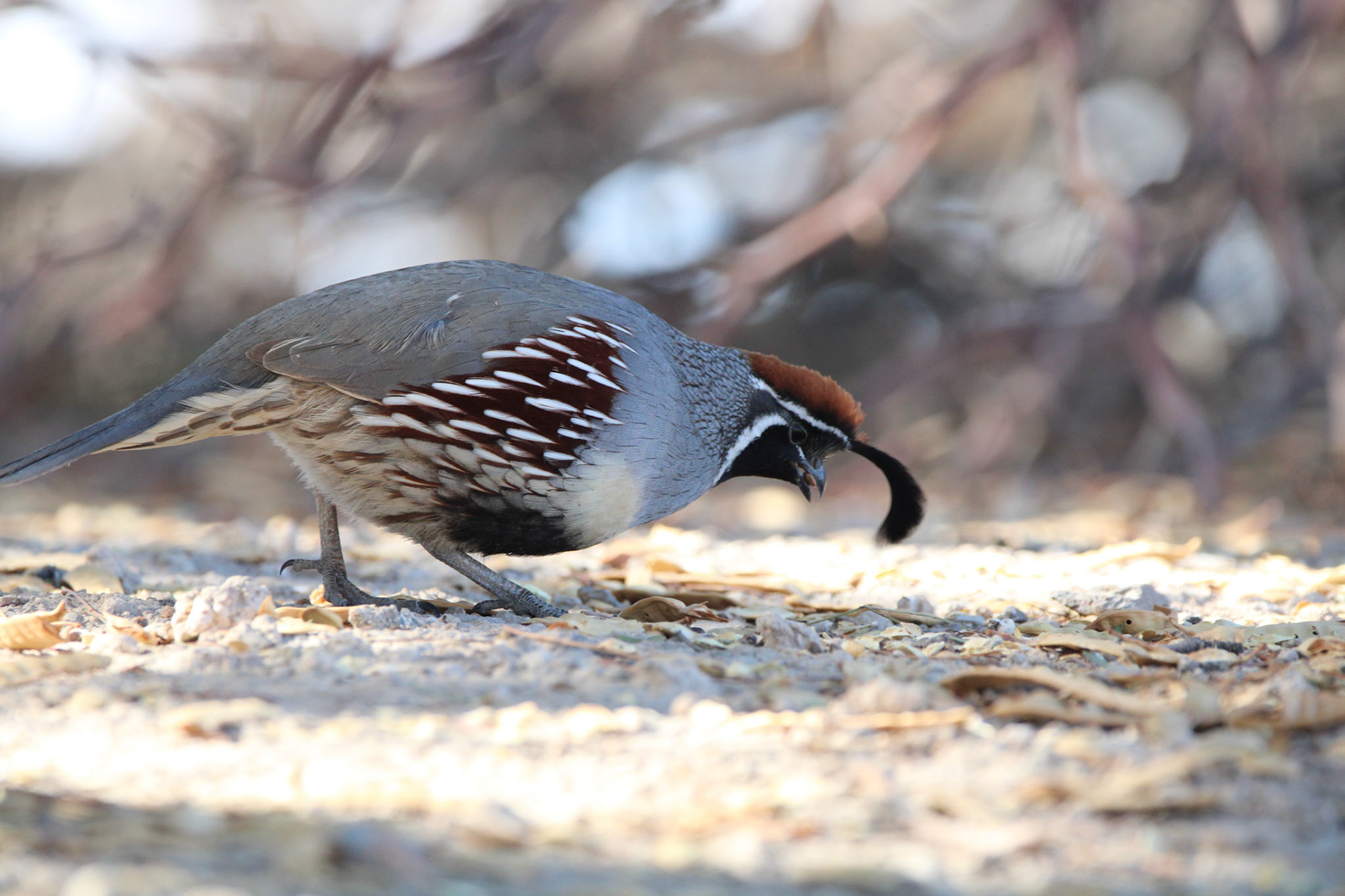 Gambel's Quail