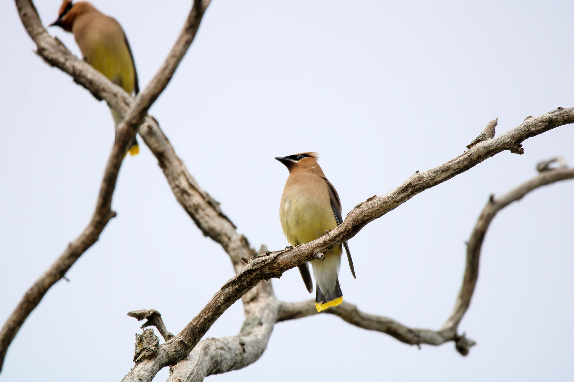 Cedar Waxwing