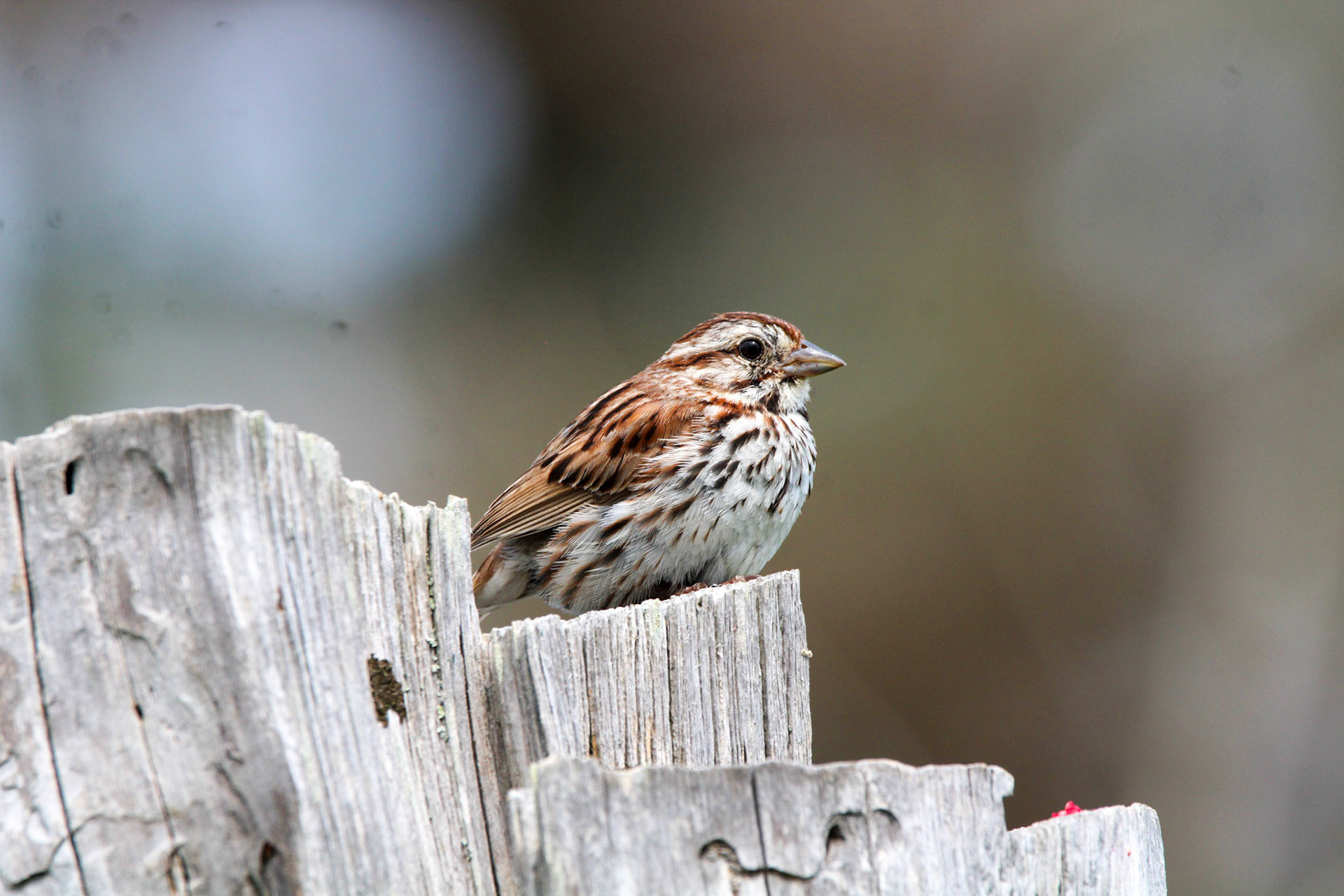 Song Sparrow