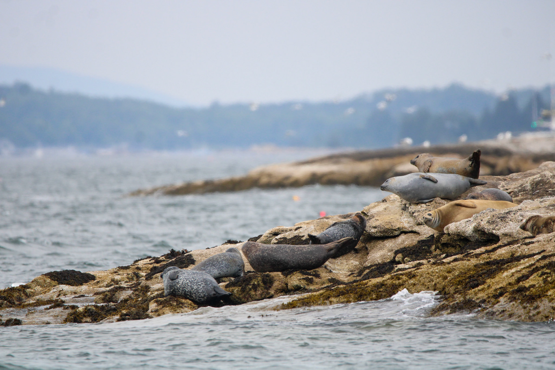 Harbor Seal by Ryan