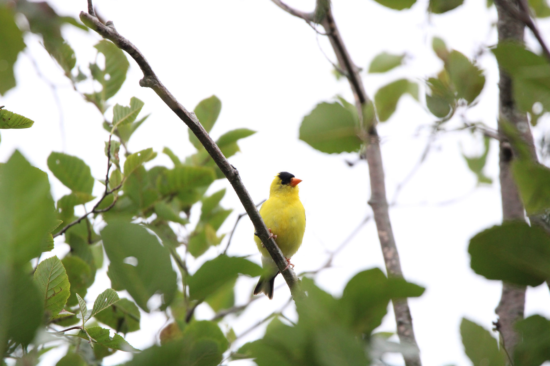 American Goldfinch - Shipwreck Creek Campground