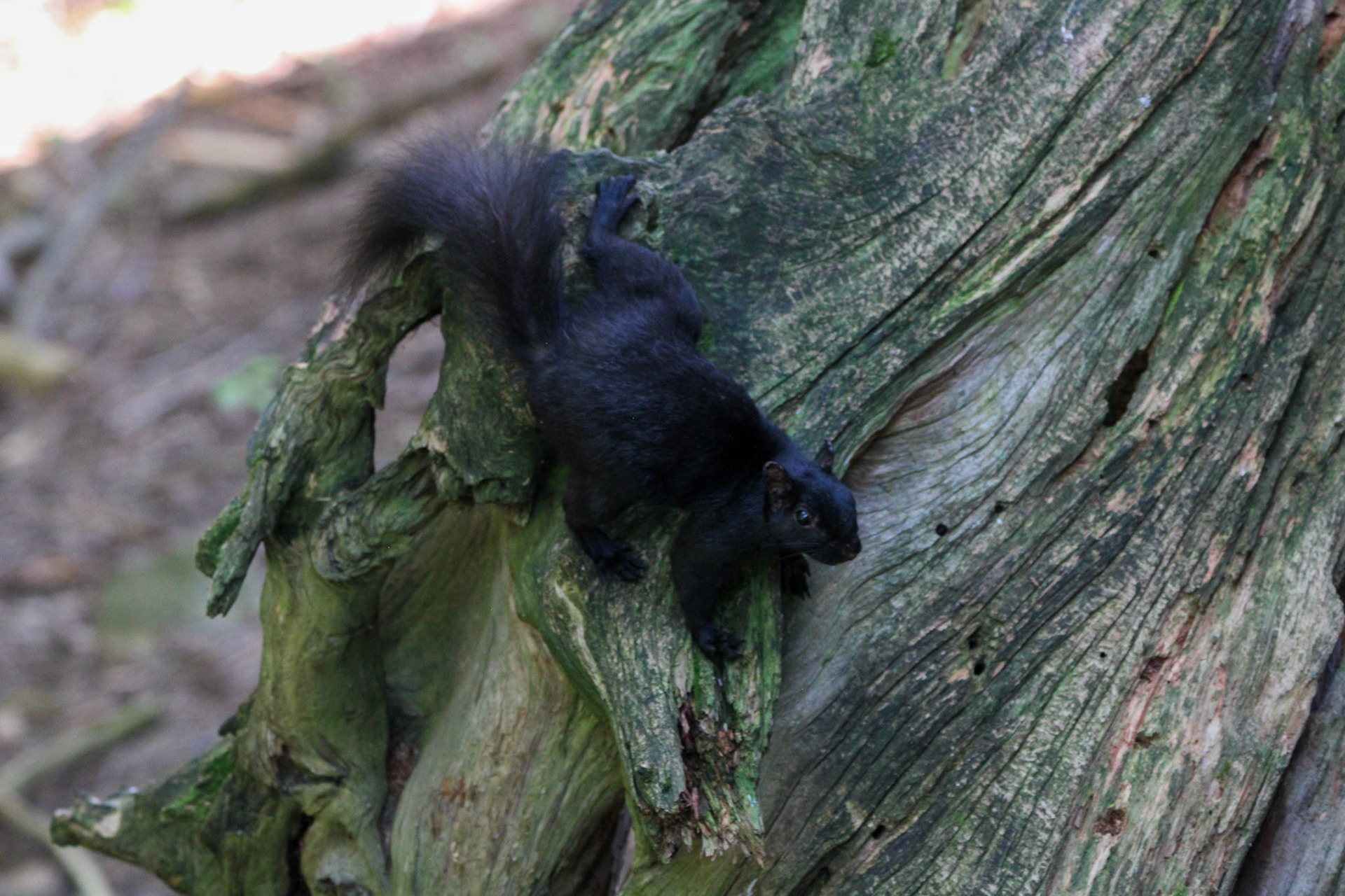 Black Squirrel - Hartwick Pines State Park