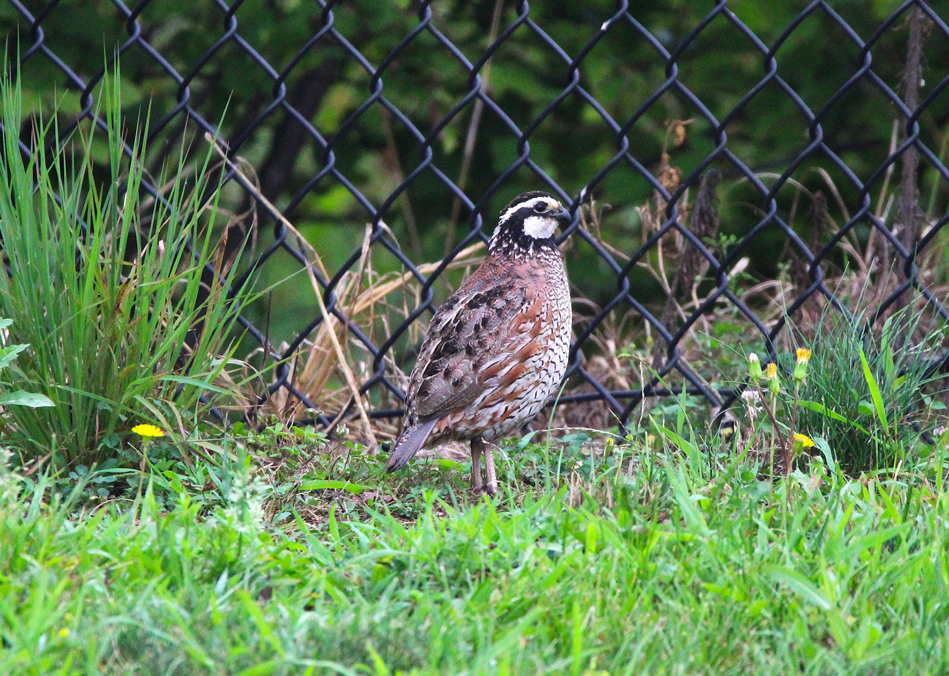 Northern Bobwhite Quail
