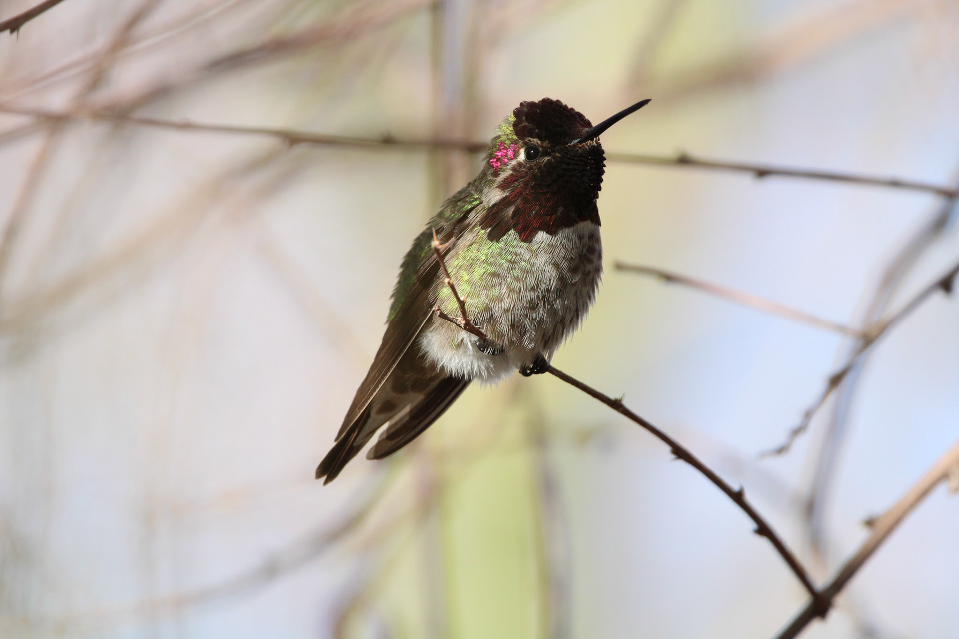 Anna's Hummingbird