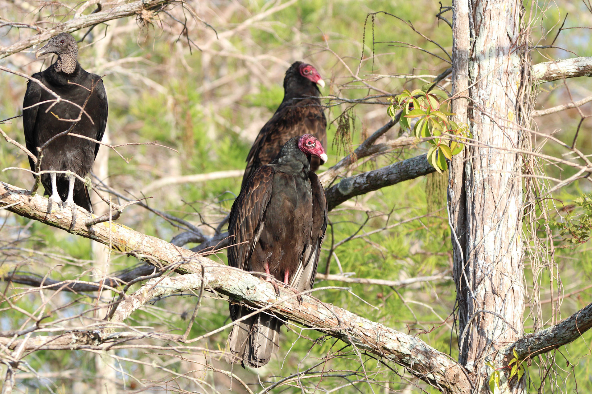 Turkey Vulture