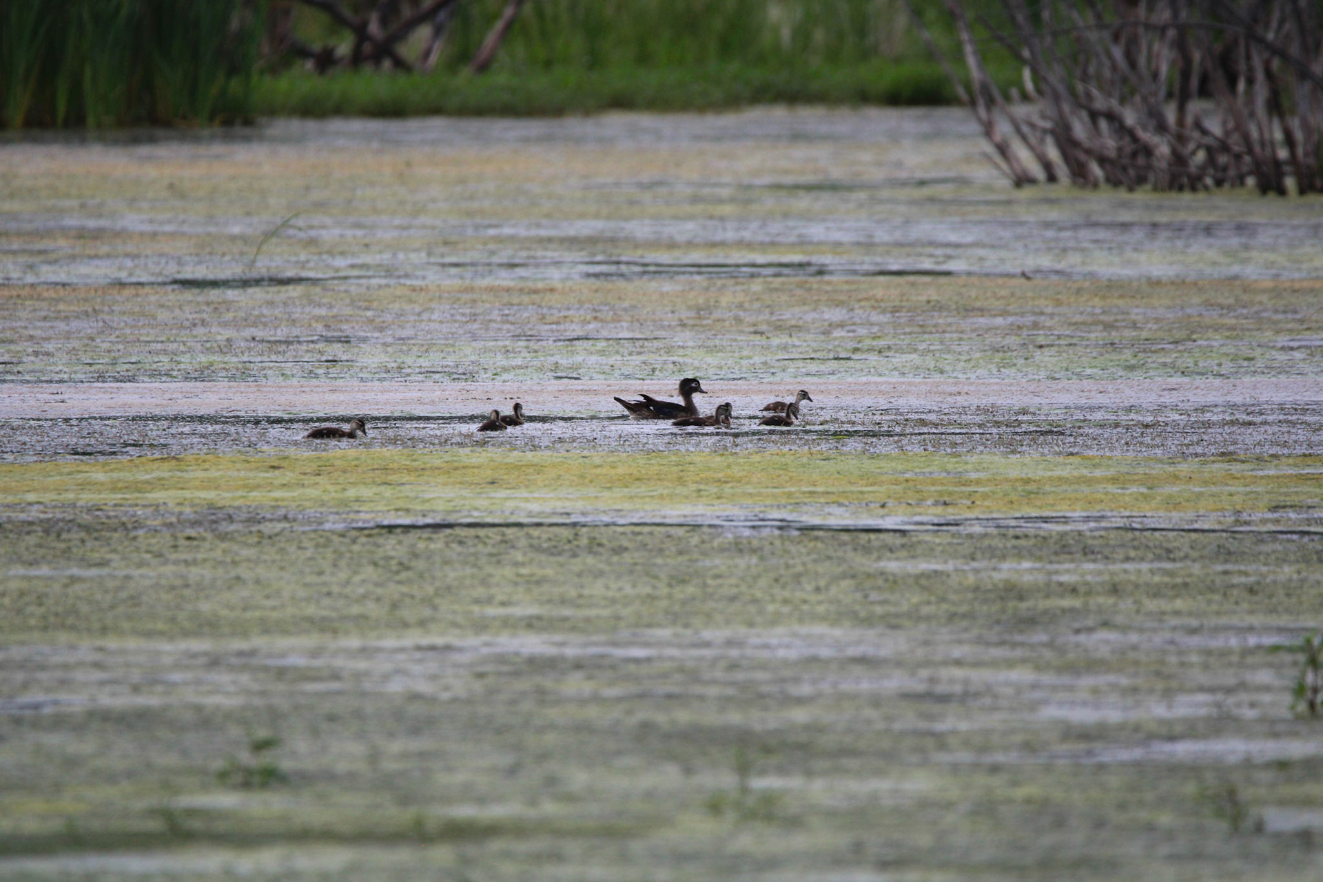 Wood Ducks