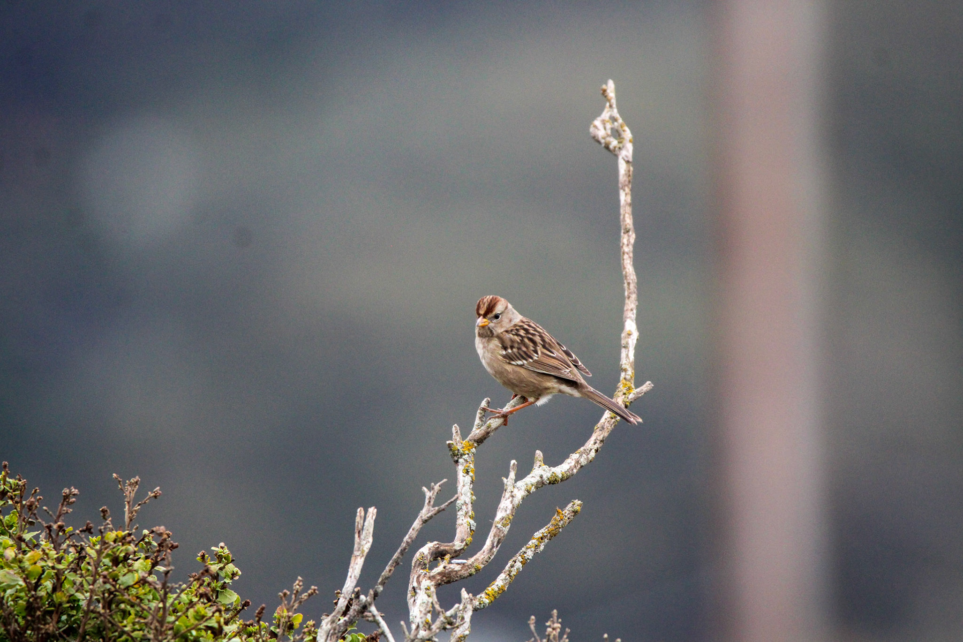 White-crowned Sparrow - Rodeo Lagoon