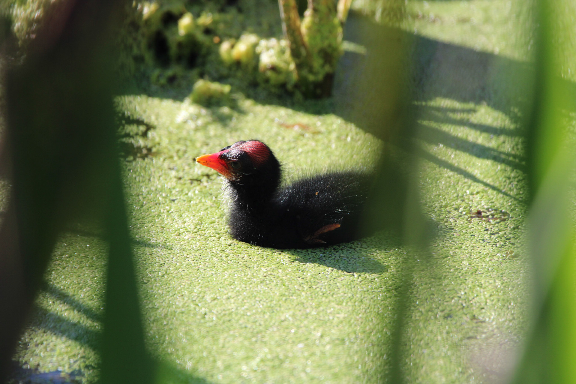 Common Gallinule - Green Cay Wetlands