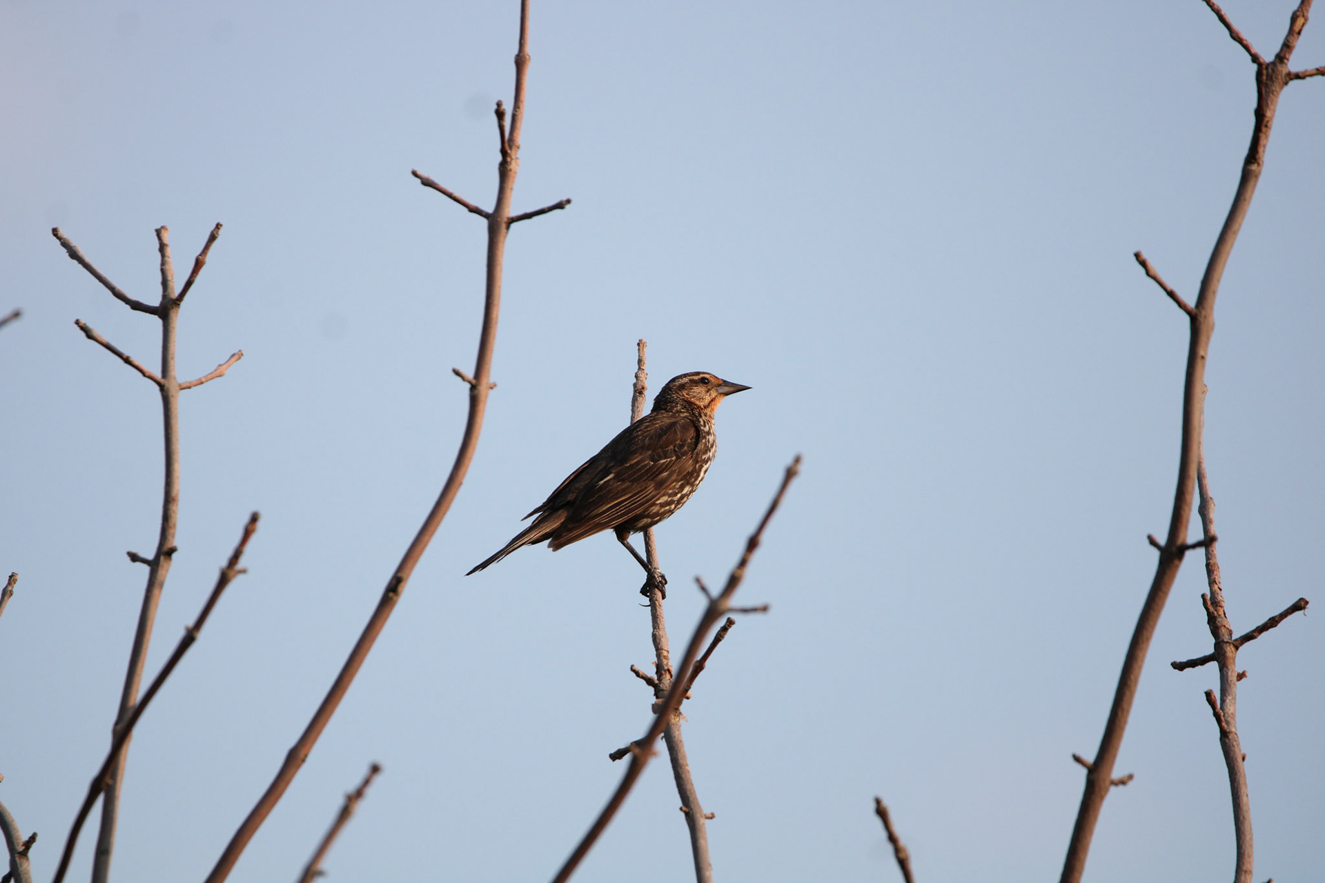 Red-winged Blackbird (F)