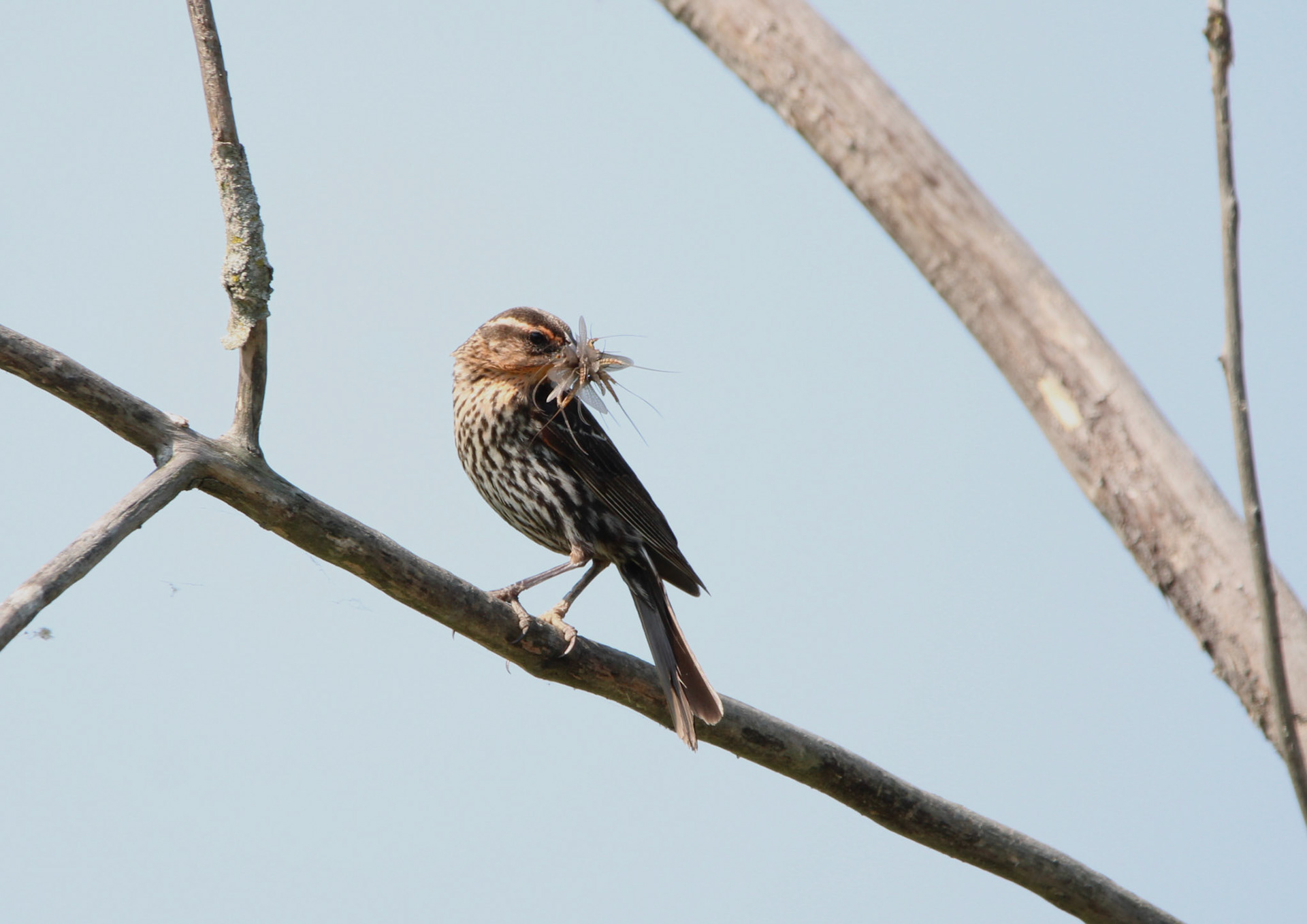 Red-winged Blackbird - Sterling State Park