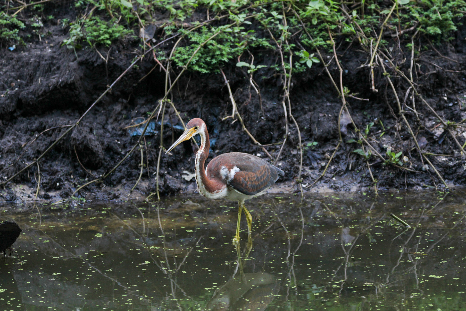 Tri-colored Heron