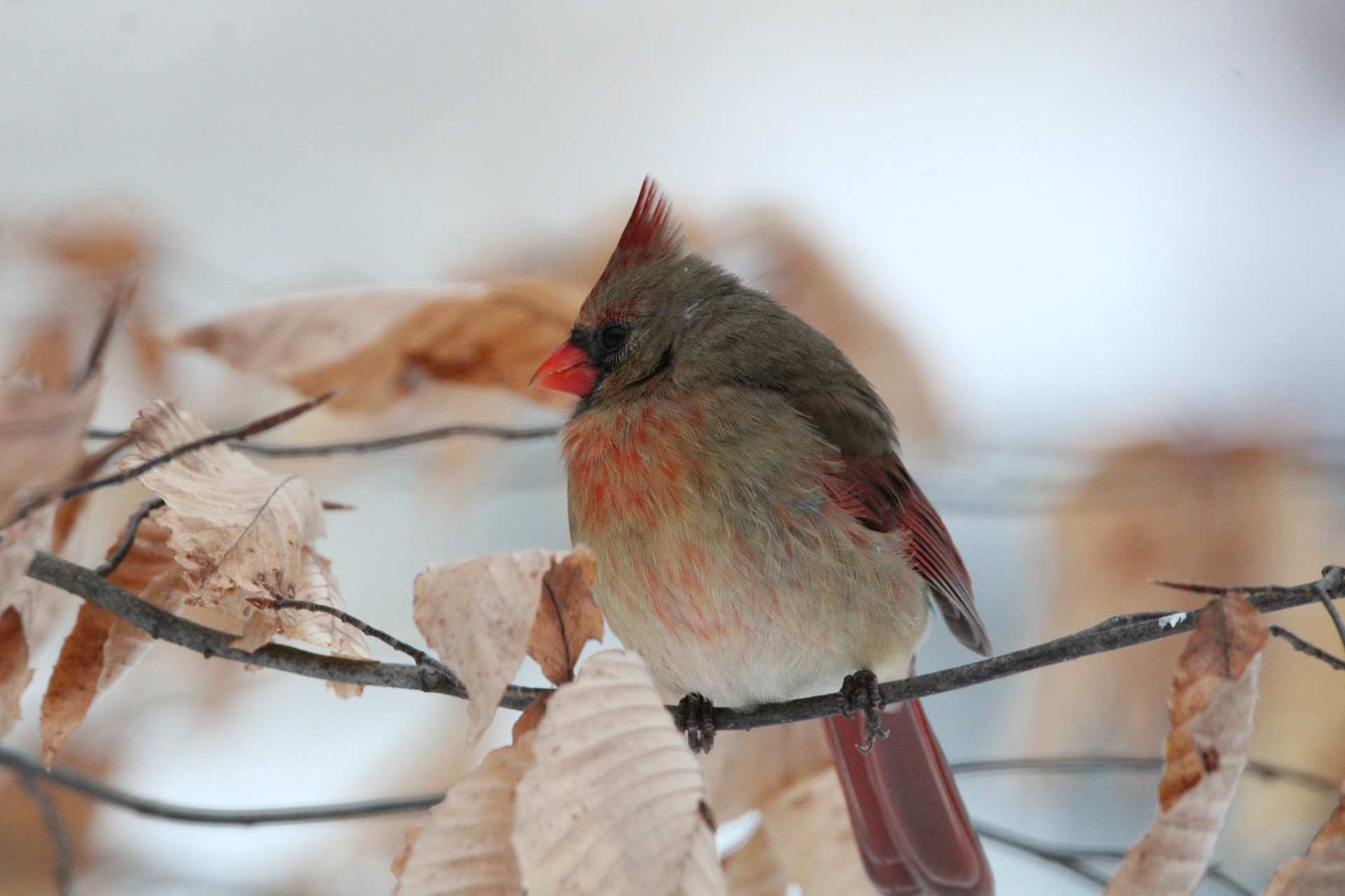 Northern Cardinal