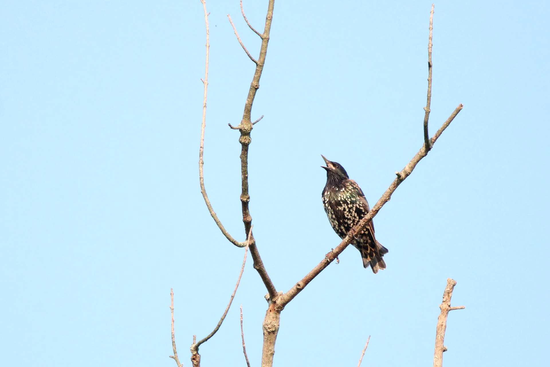 European Starling