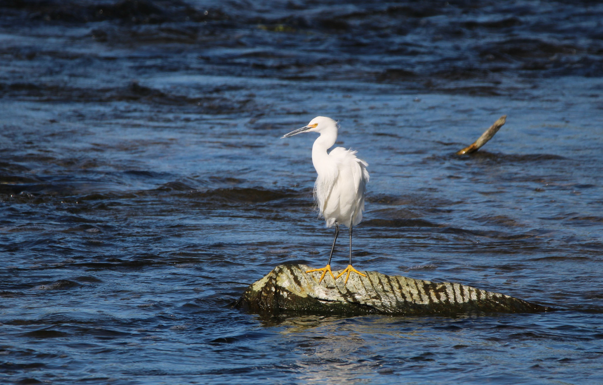 Snowy Egret
