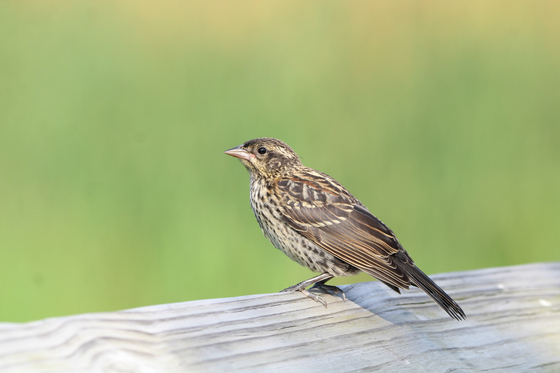Red-winged Blackbird
