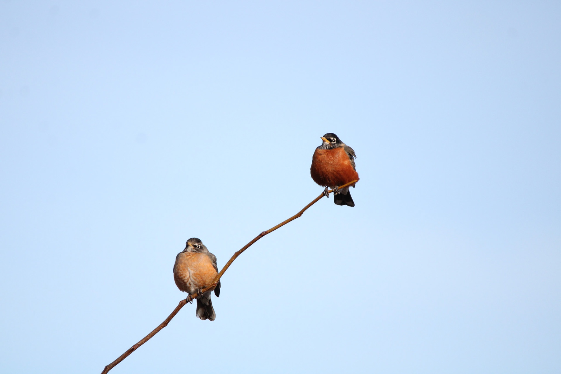 American Robins