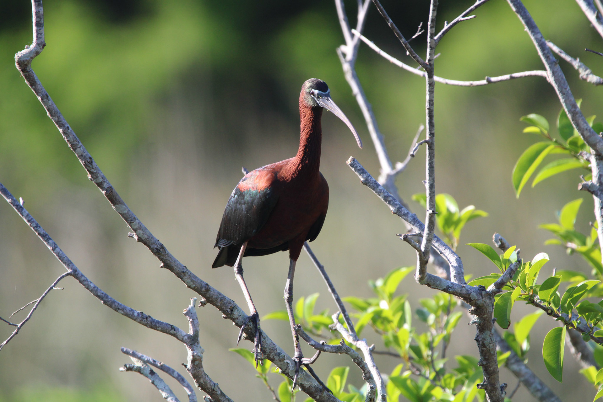 Glossy Ibis - Green Cay Wetlands