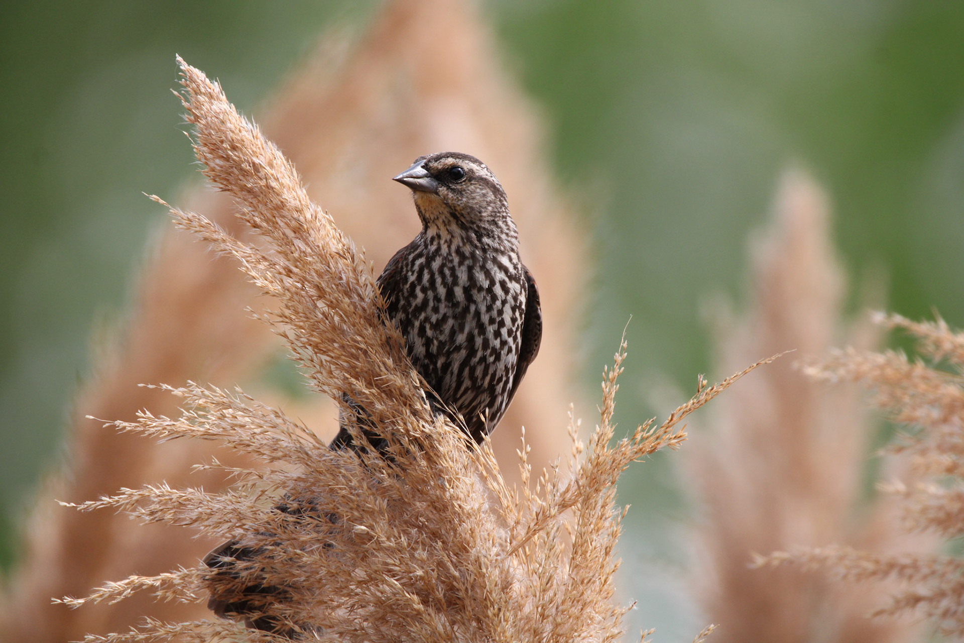 Red-winged Blackbird (F)