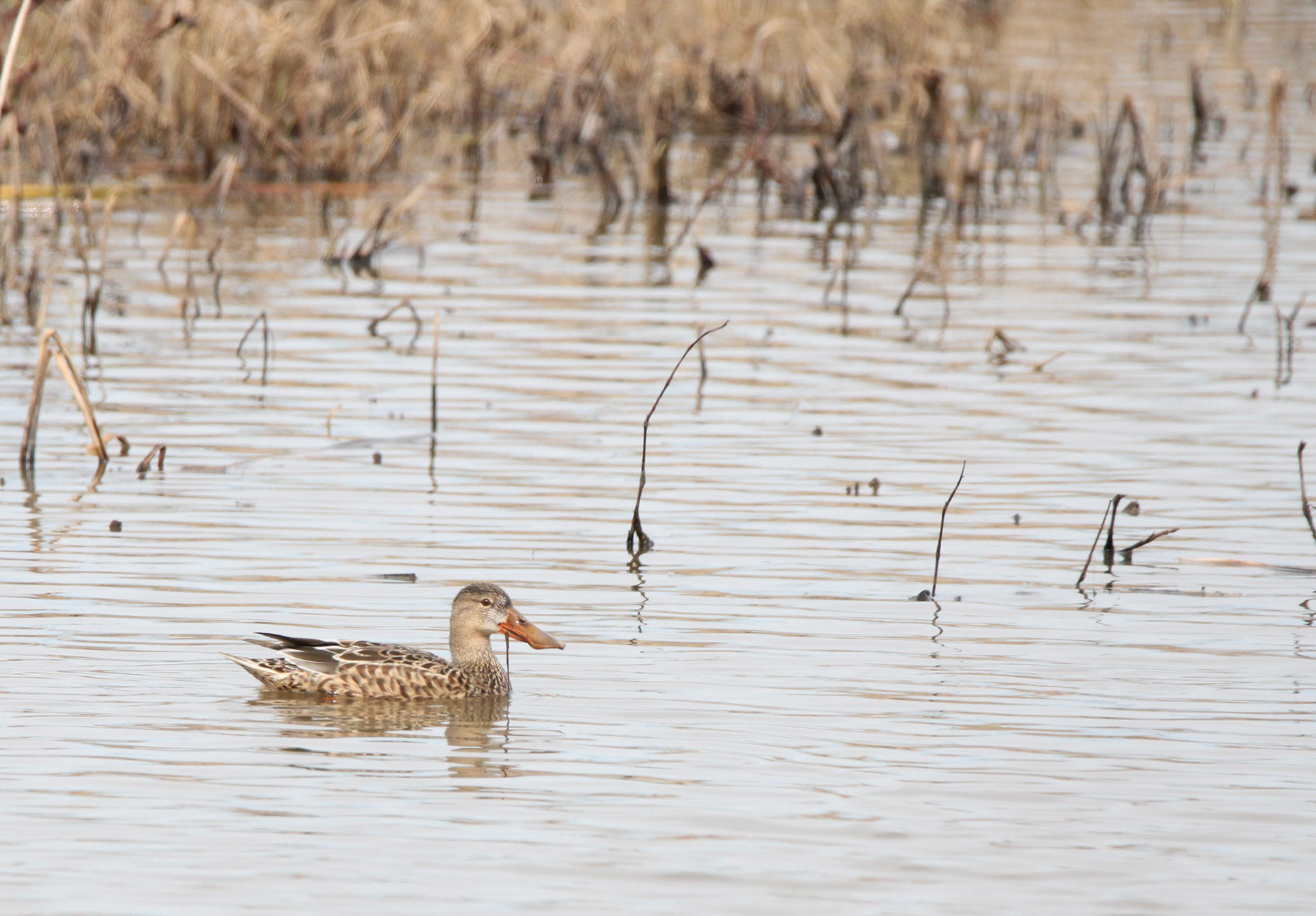 Northern Shoveler (F)