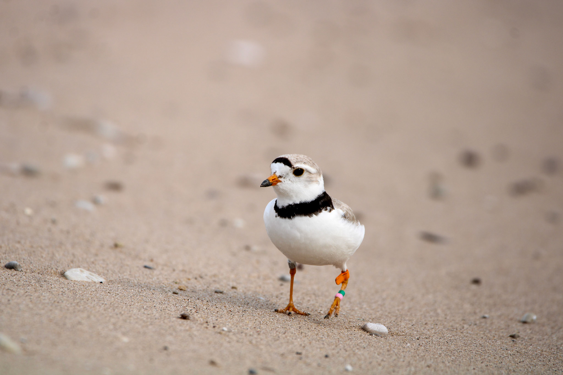 Piping Plover