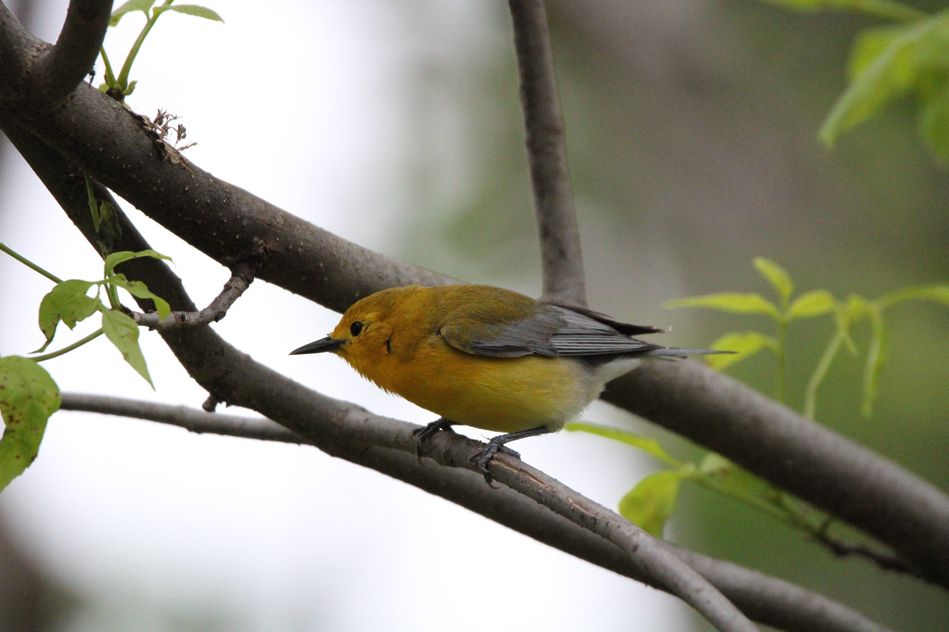 Prothonotary Warbler
