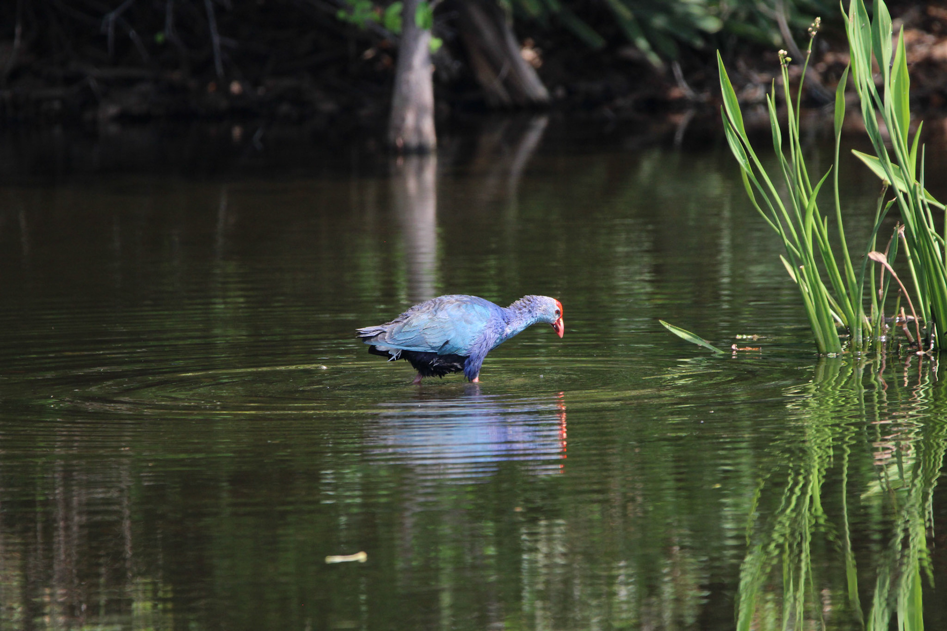 Gray-headed Swamphen - Wakodahatchee Wetlands