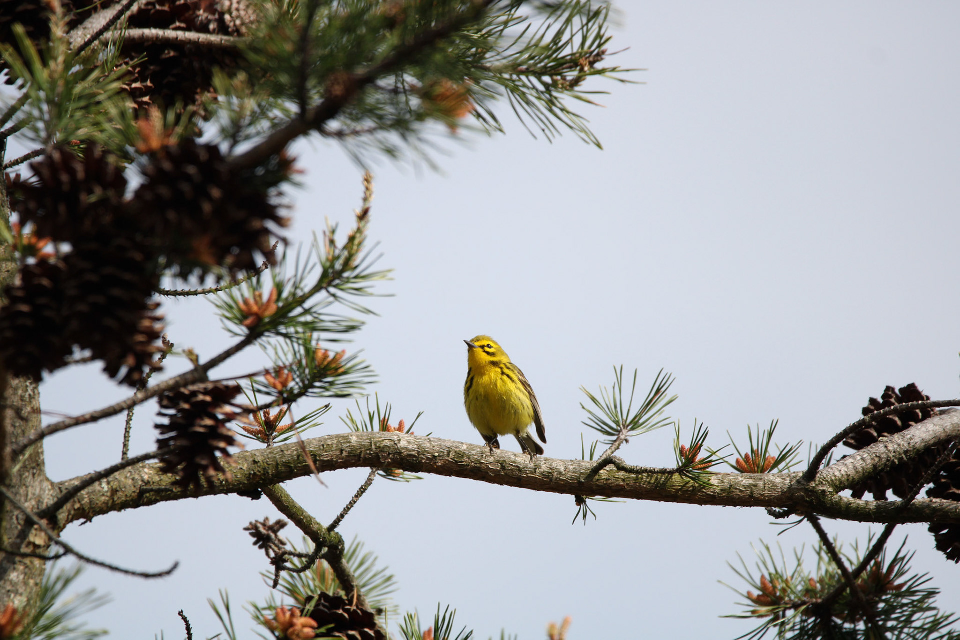 Prairie Warbler