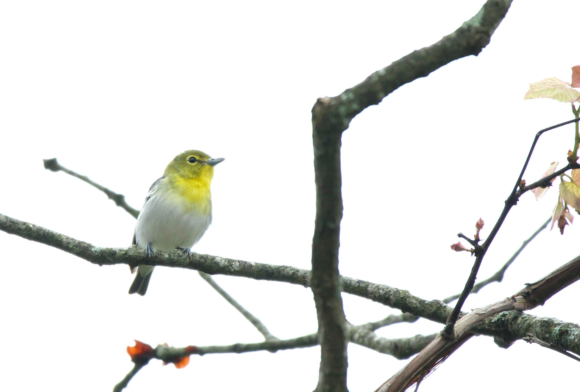 Yellow-throated Vireo