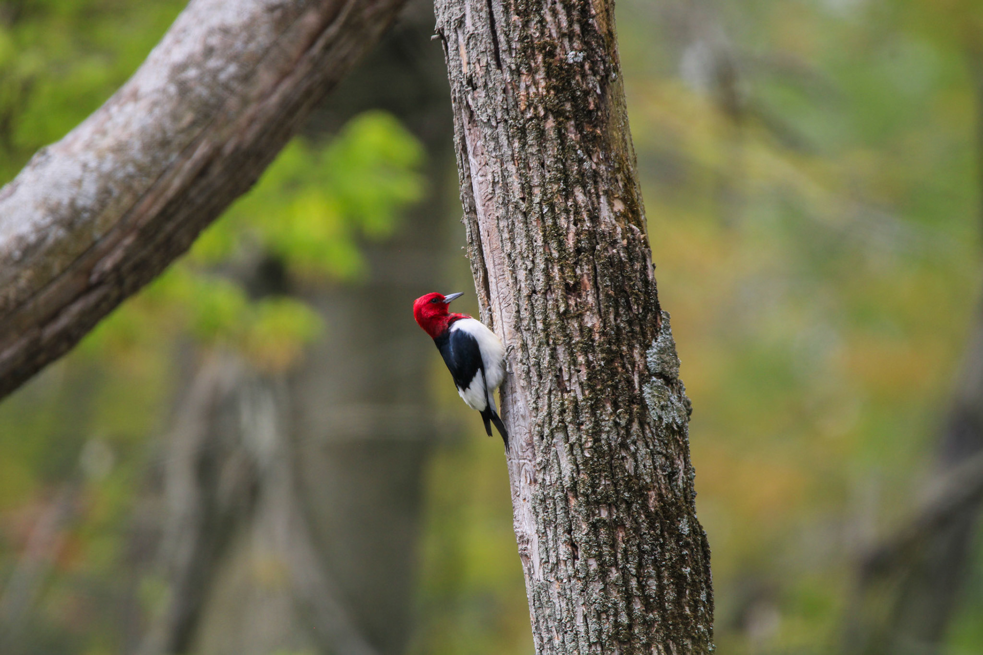 Red-headed Woodpecker