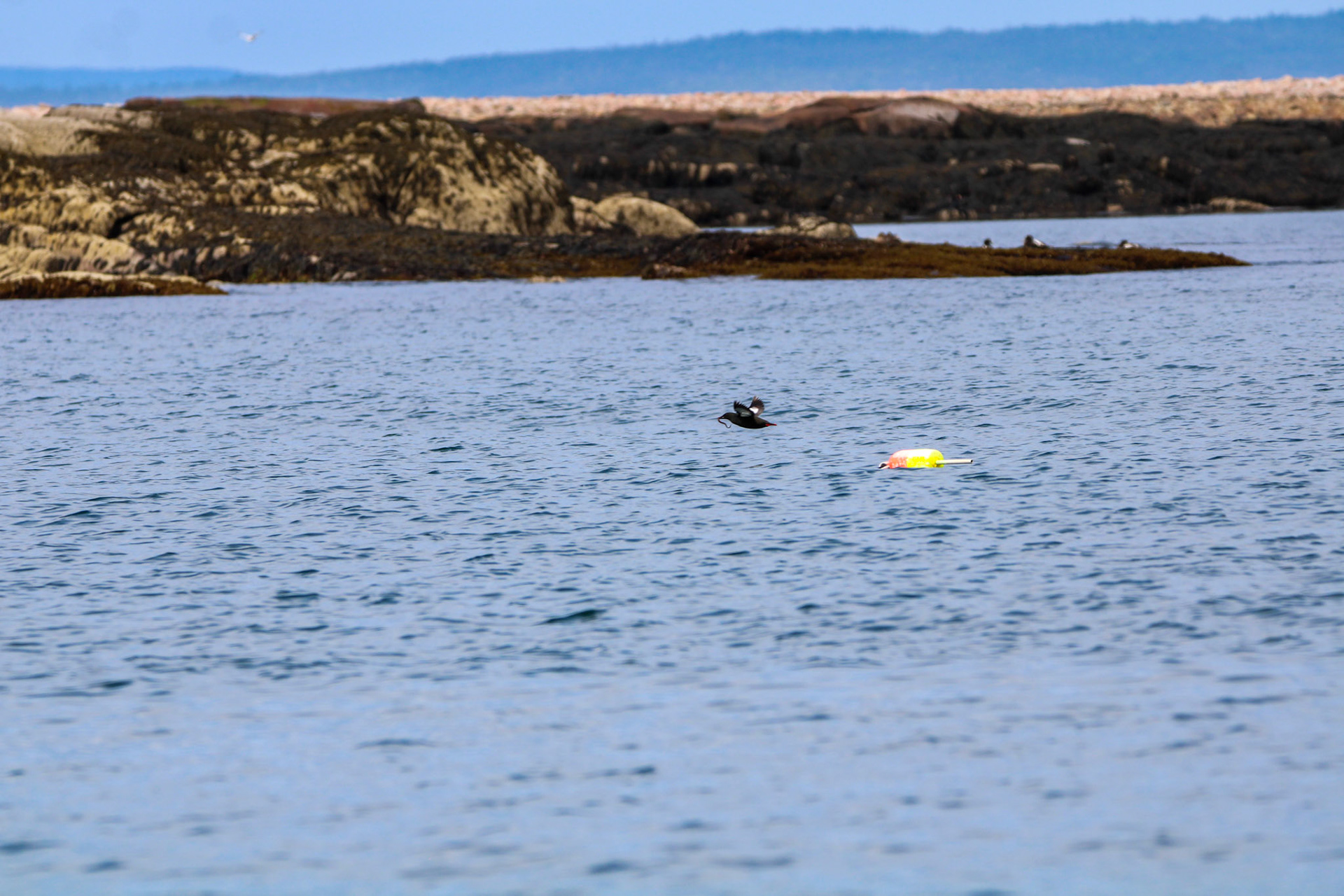 Black Guillemot