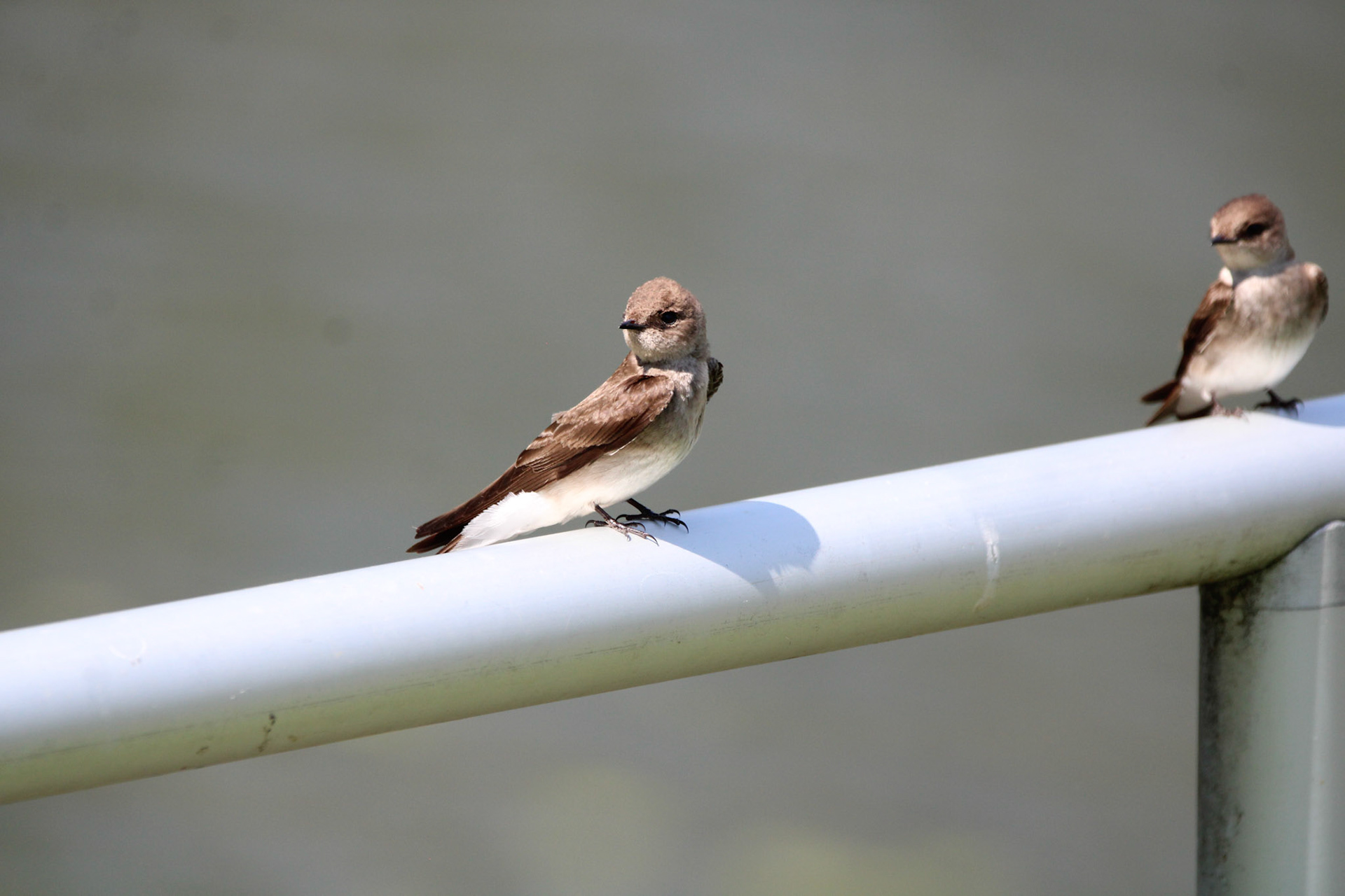 Rough-winged Swallow